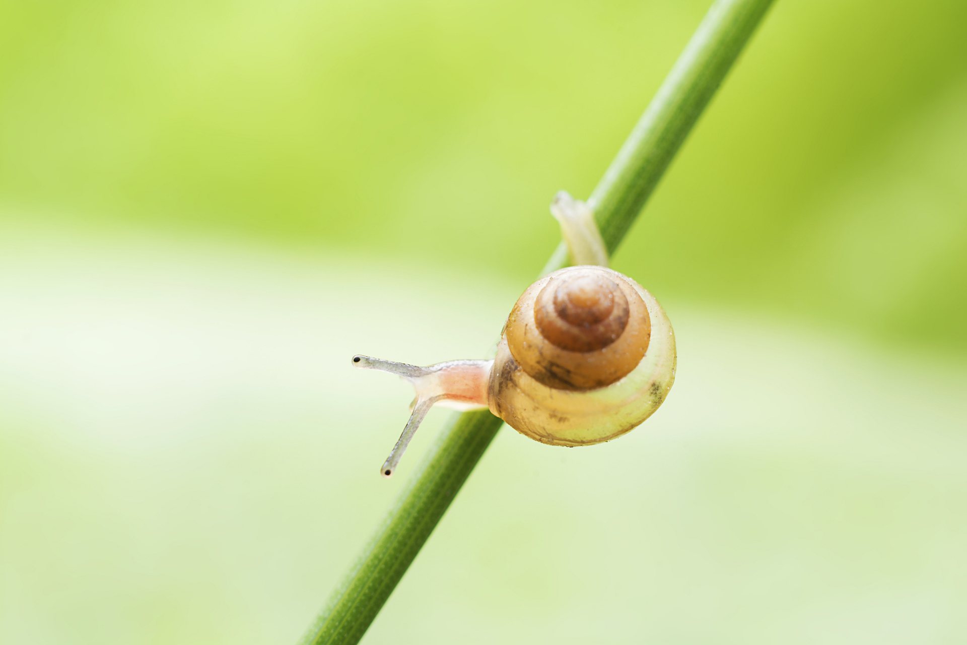 本文介绍了蜗牛的养殖方法,包括选择合适的品种,准备住所和生活环境