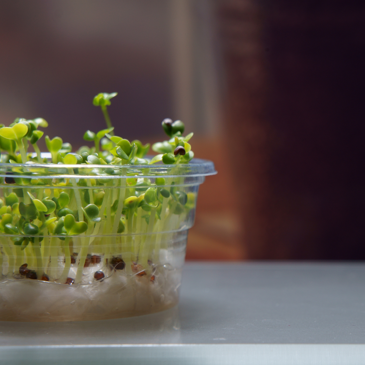 水培豆芽的建议  水培豆芽是一种简单易行且受欢迎的家庭种植方法