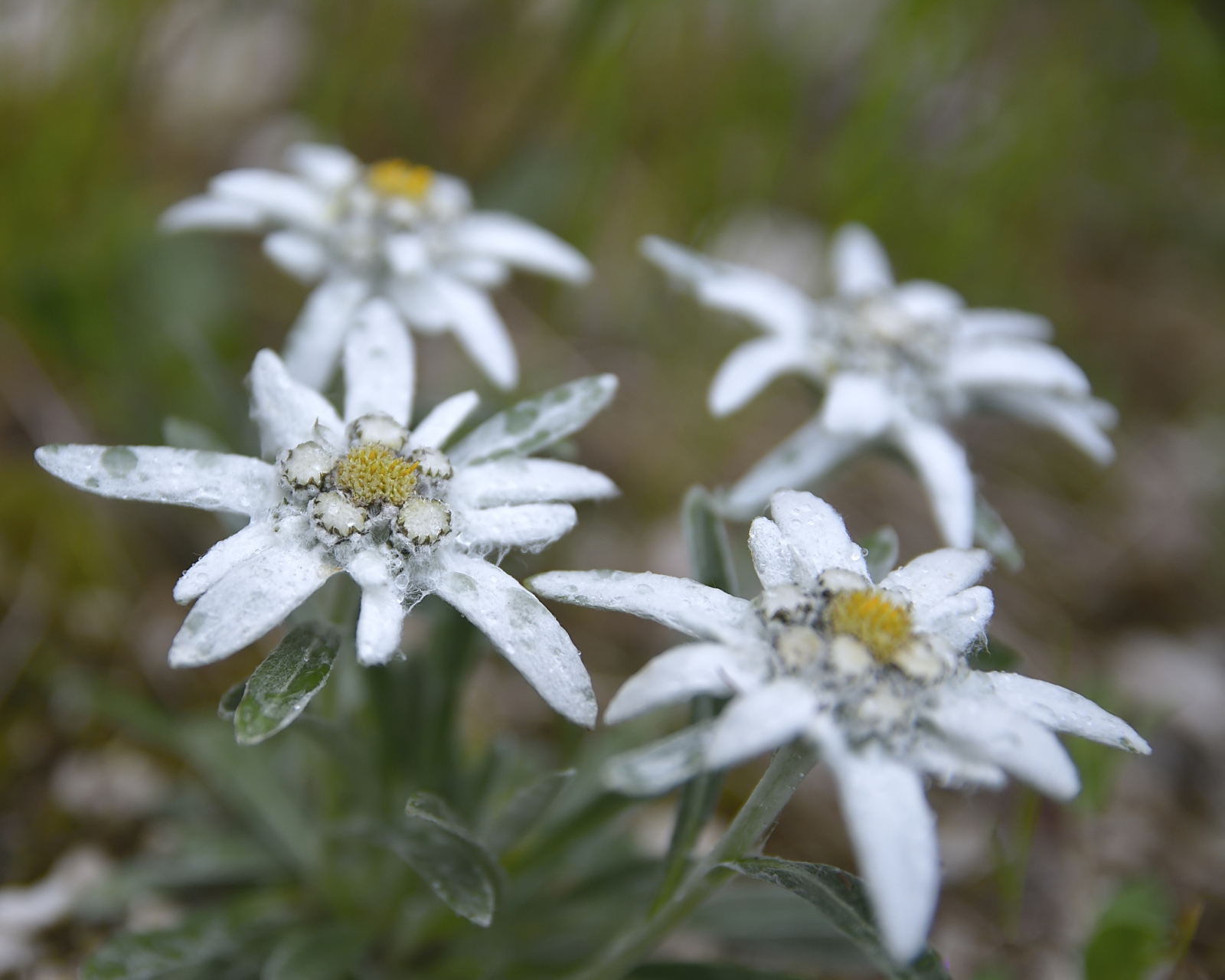 【雪绒花】,别名火绒草,薄雪草,属菊科火绒草属的多年