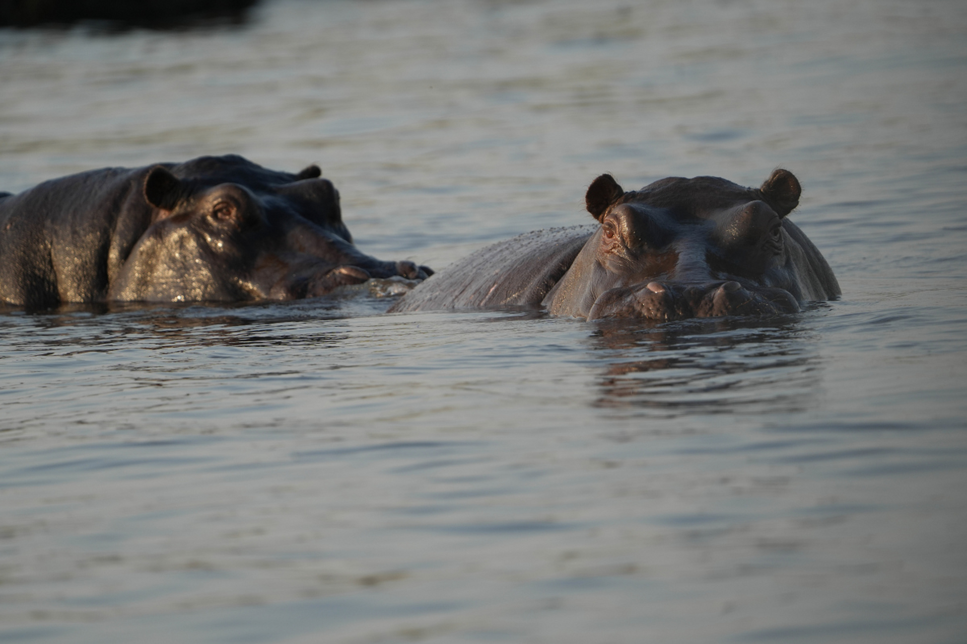 河马虽然是陆地生物,但恨不得一天24小时都泡在水里,吃喝拉撒全在水里