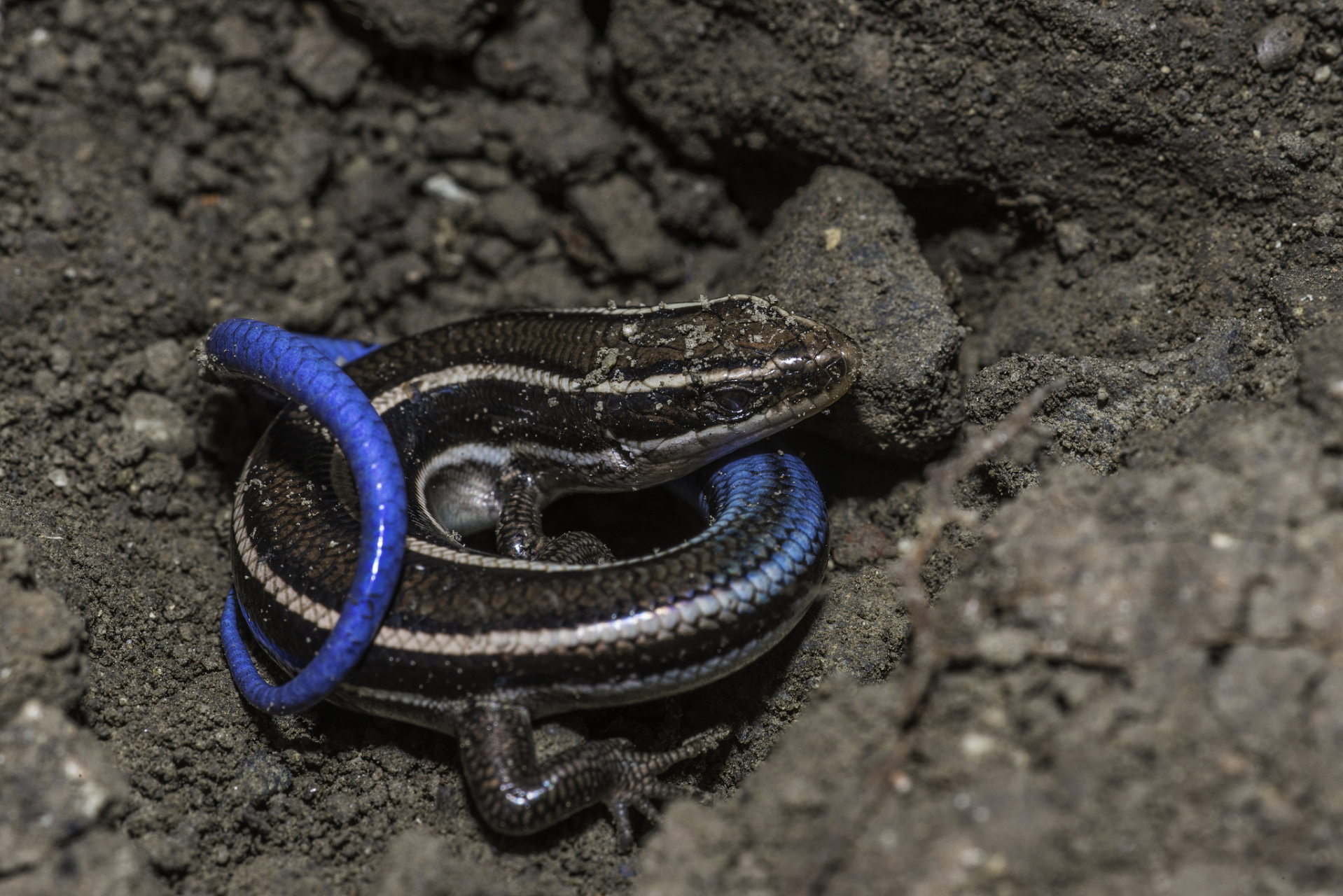蓝长腺珊瑚蛇,又被叫做爪哇丽纹蛇,主要分布于缅甸