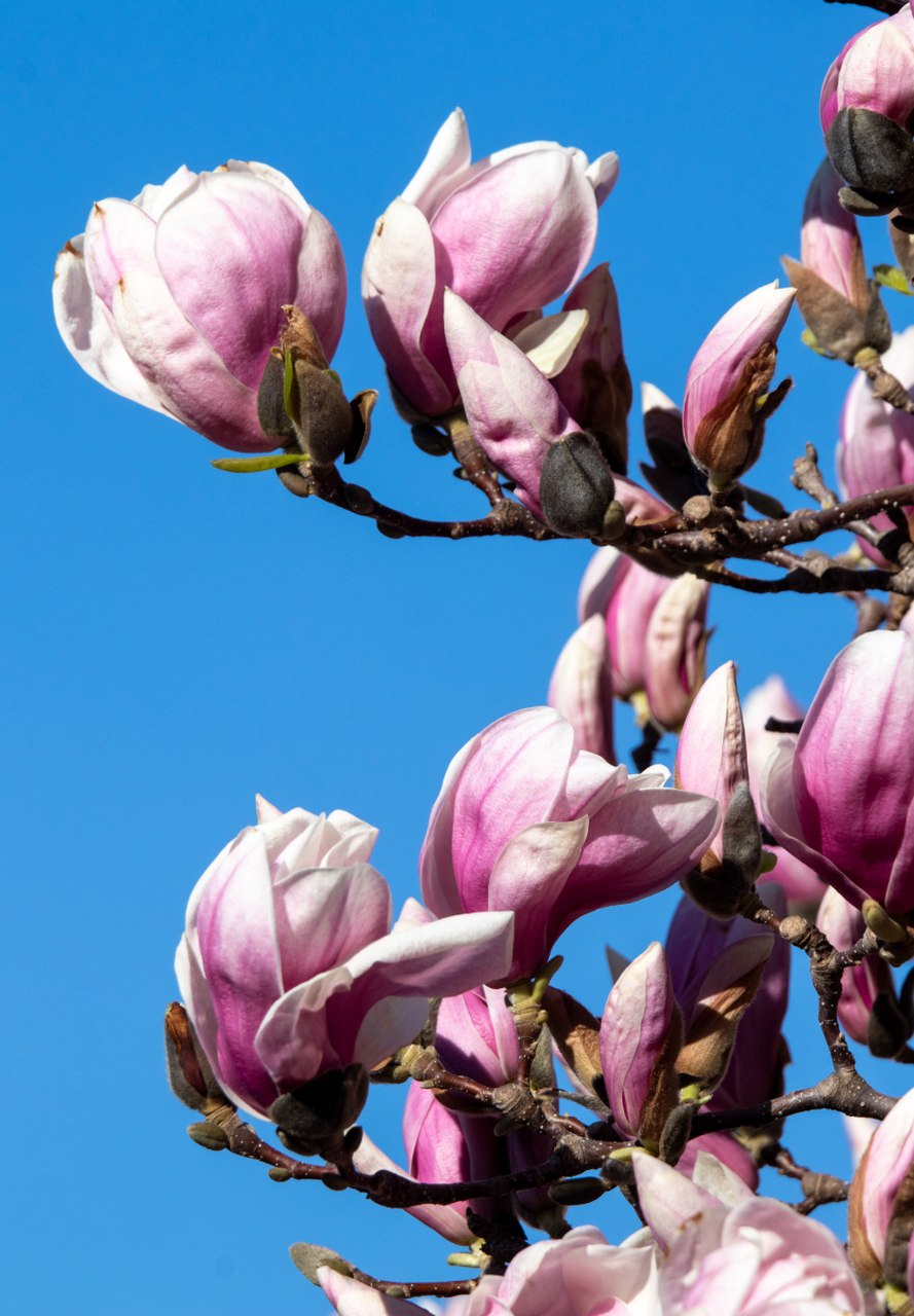 二乔与紫玉兰各具魅力:大花,白色或粉色的二乔花期早又适应性强;小花