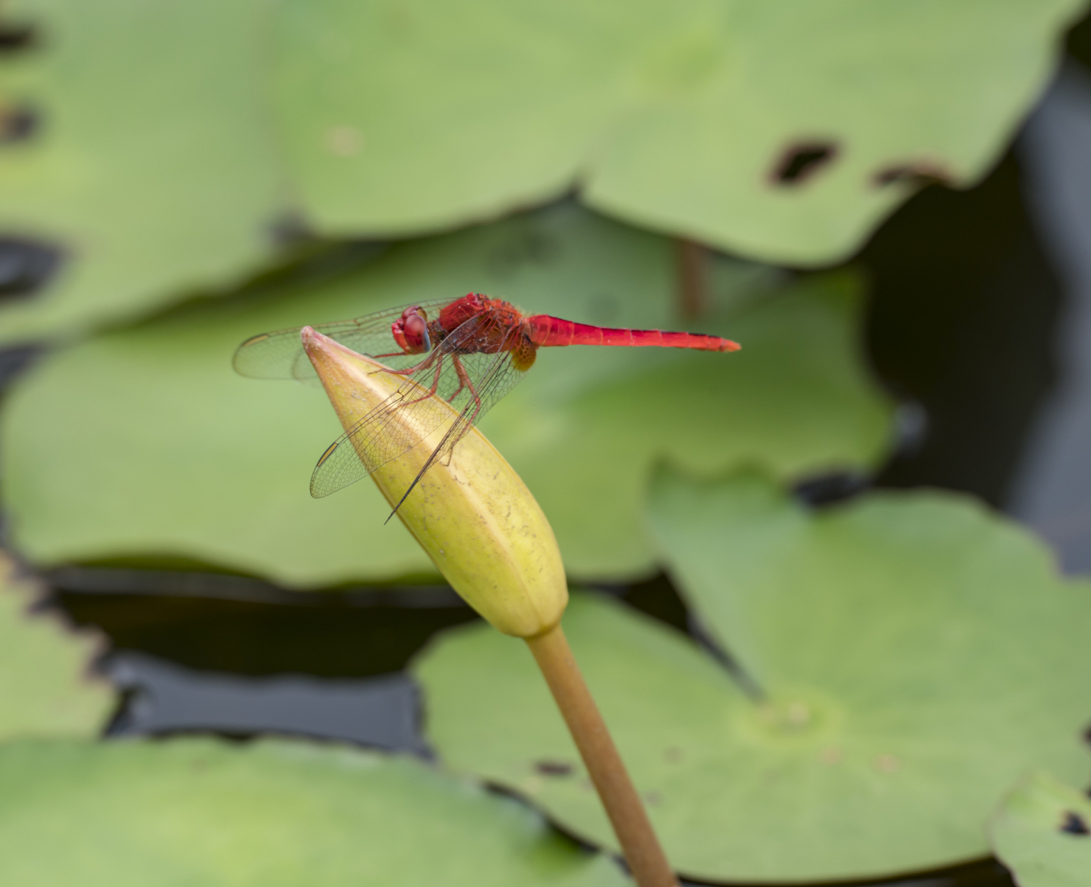 原创诗词 浣溪沙·夏荷 文/火云 碧绿荷花映水开,清波荡漾戏鱼来.