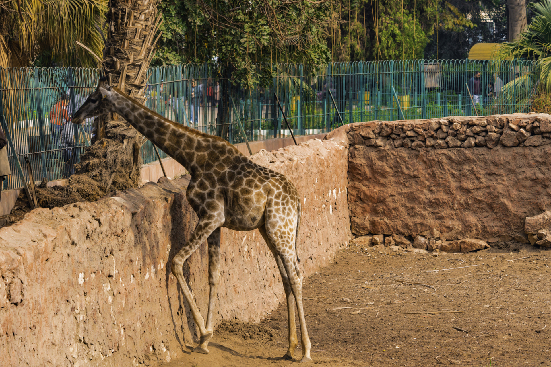 天山野生动物园,一座新疆特有野生动物和珍稀物种的天堂,让我们一起来