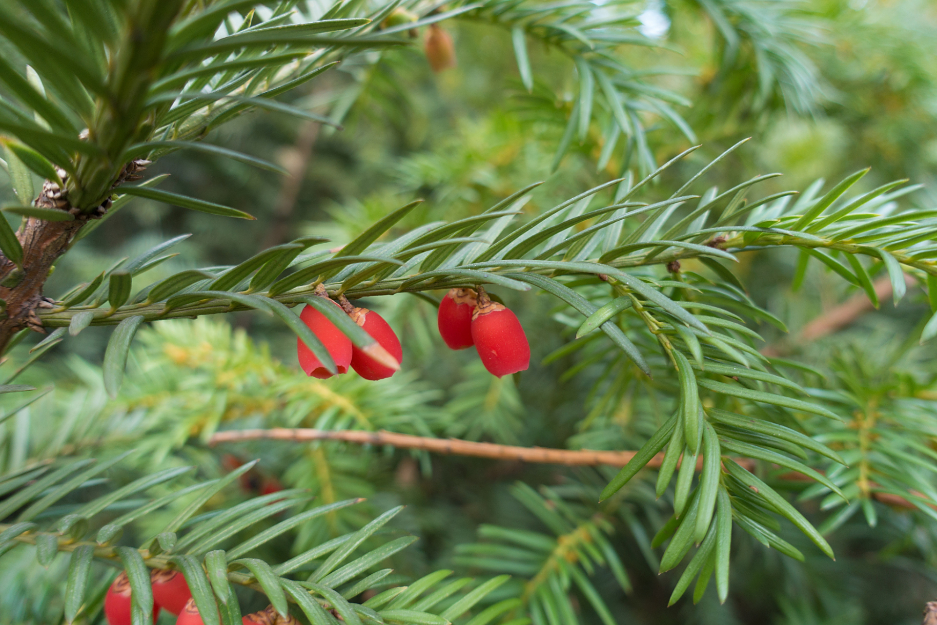 红豆杉怎样养护和种植  红豆杉是一种常见的常绿木本植物,以下是关于