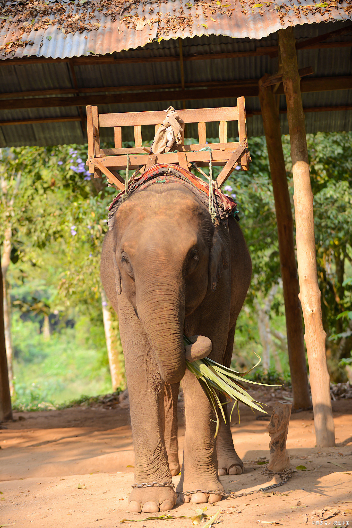 野象谷景点介绍|野象谷位于中国云南省西双版纳傣族自治州勐养镇勐养