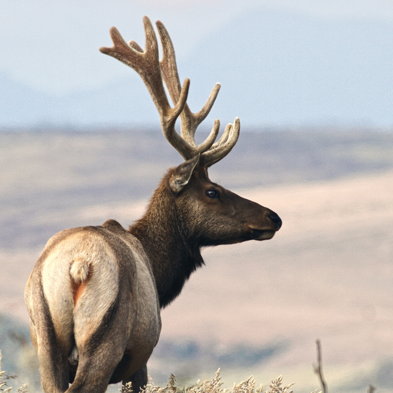 驼鹿是生活在北极圈附近的巨大哺乳动物,它们以苔藓,树叶,果实为食