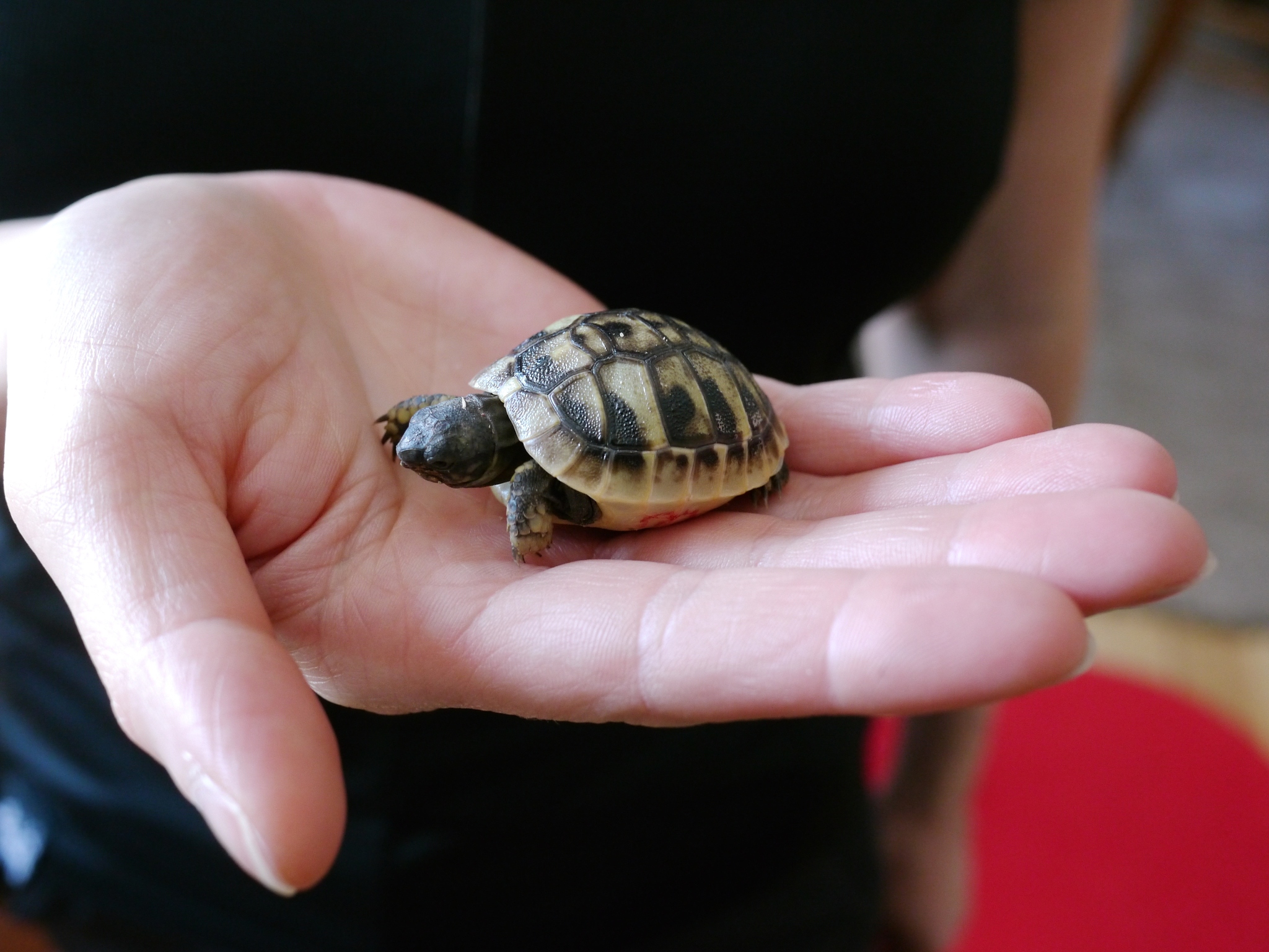 当宠物珍珠龟遇到繁殖难题:如何正确分辨公母龟?