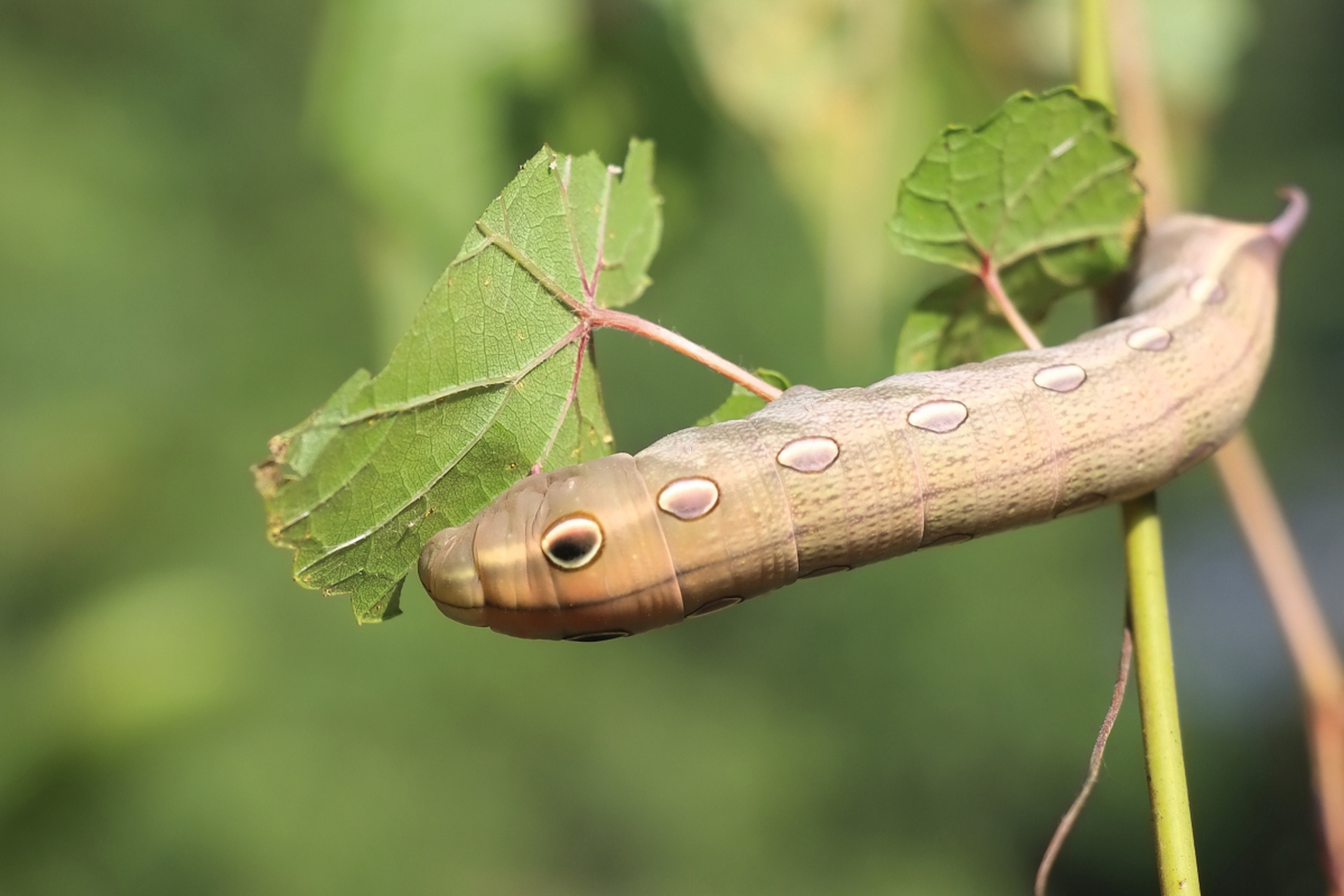 毛毛虫变成蝴蝶的过程包括卵,幼虫,蛹和成虫四个阶段,每个阶段的时间