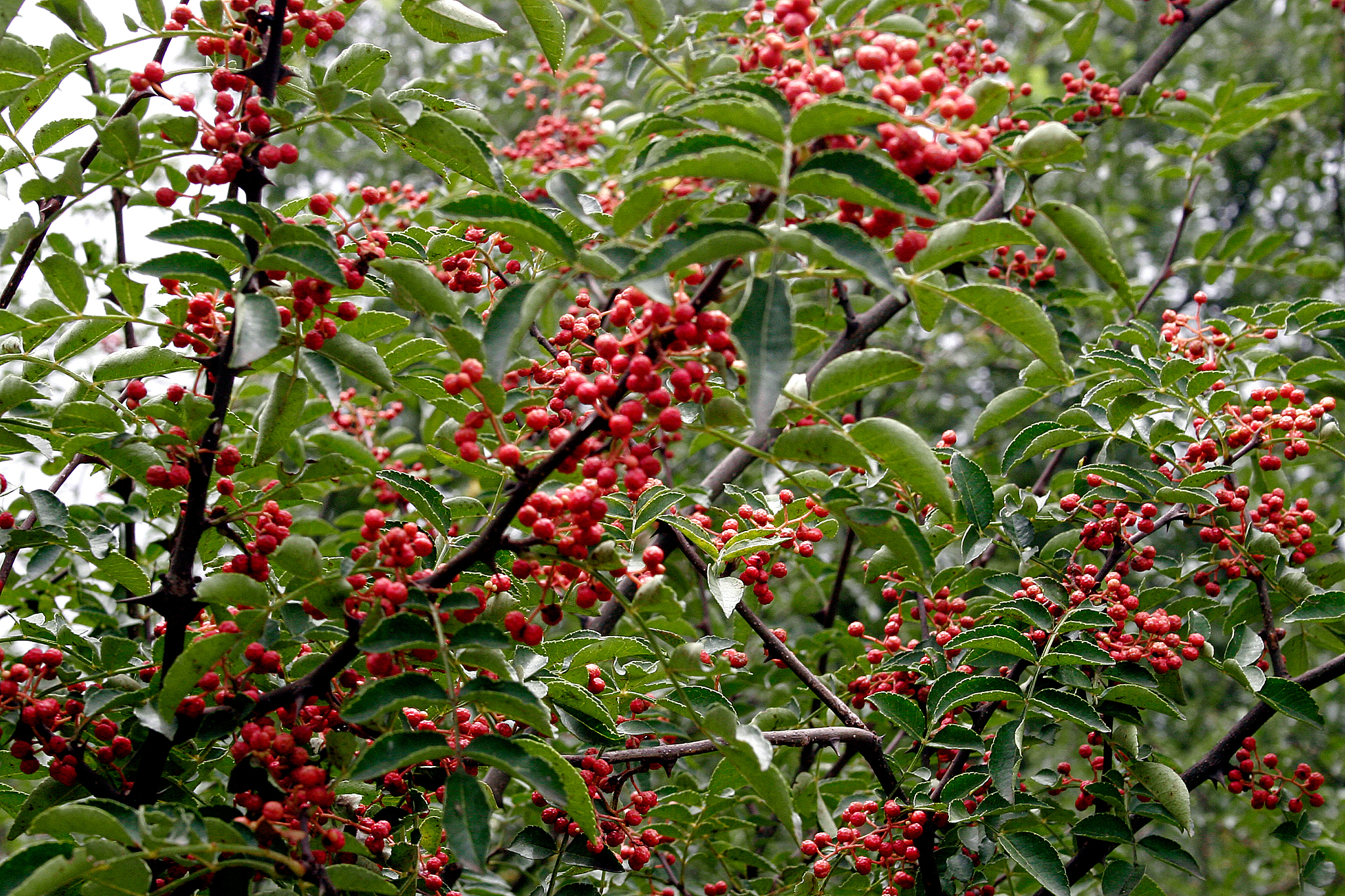 别让新鲜花椒的口感和风味流失!