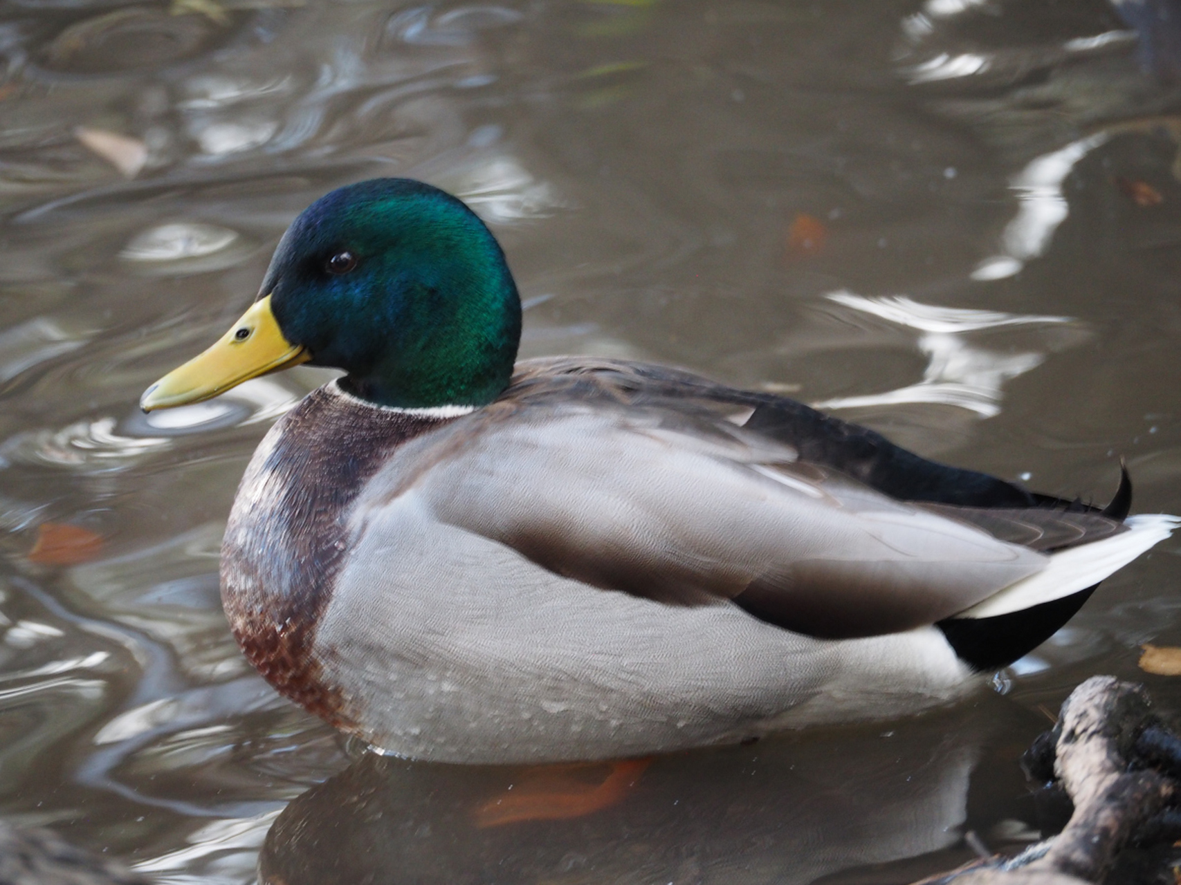 其实鸭子的呱呱叫声是有性别区分的.