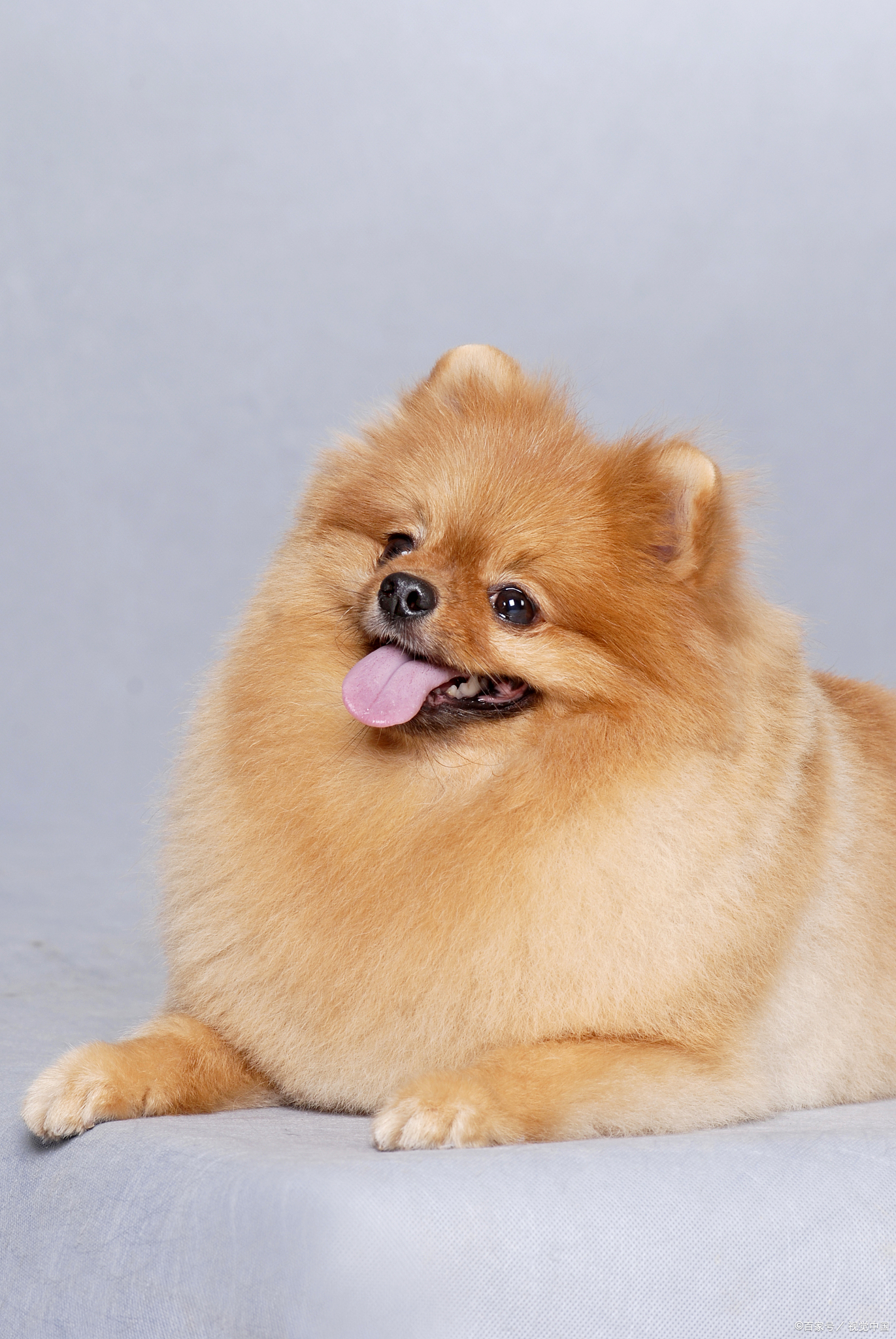 博美犬平均寿命可以达到12到16年,有些甚至能活到20岁!