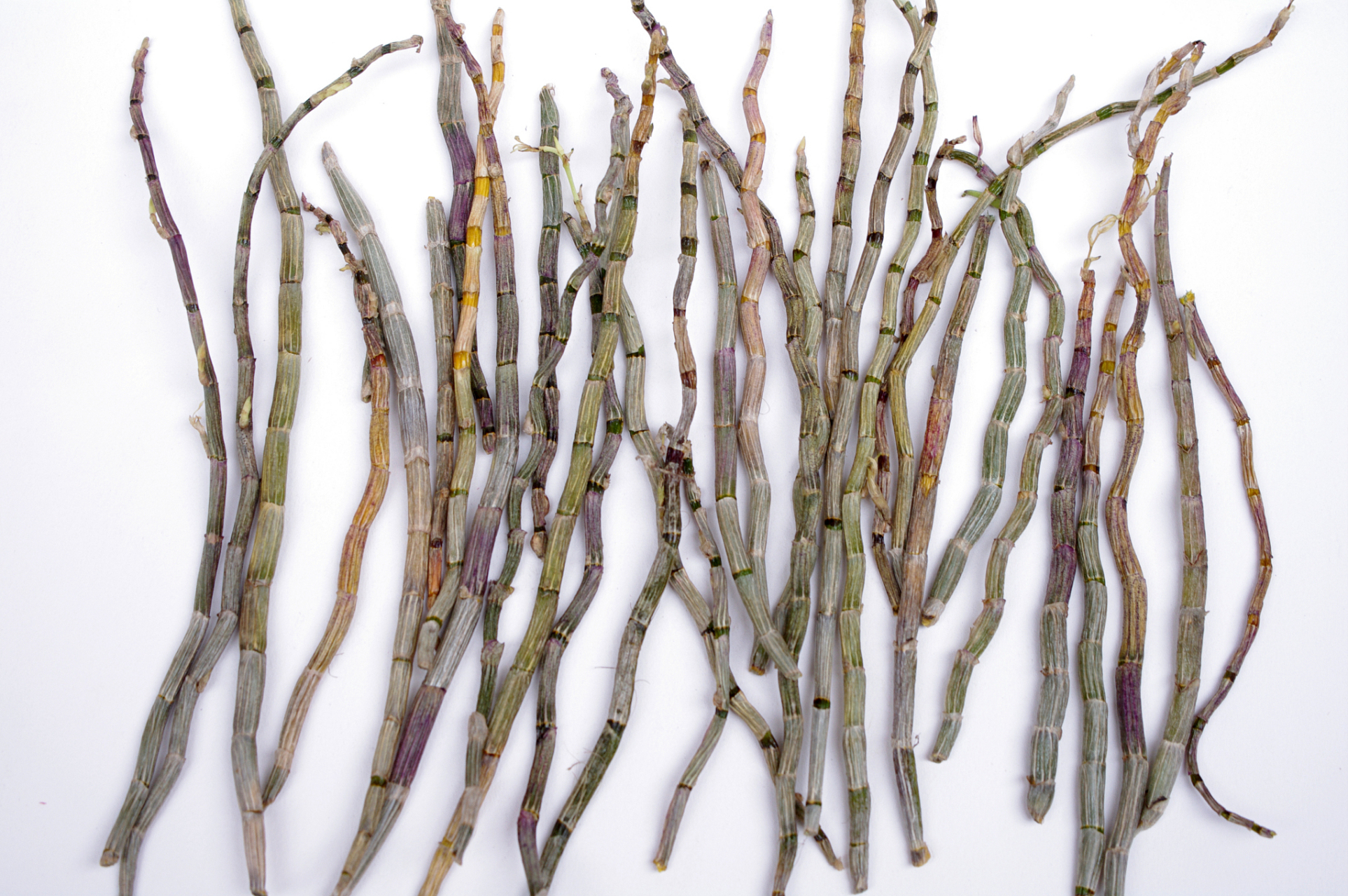 铁皮石斛的功效与作用 1,改善脾胃 铁皮石斛最主要的功效就是改善脾胃