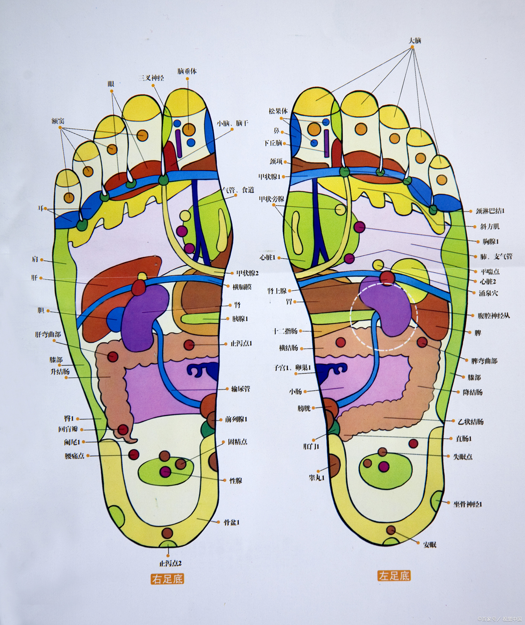 可能是身体不好,因为脚底很多部位对应身体脏腑,是一种全息的信息反射