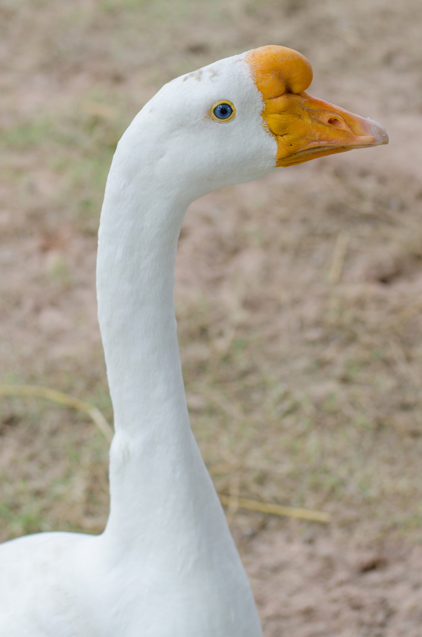 雁鹅和大鹅虽外形相似,但体型,色彩,迁徙习性,食性,繁殖行为及行为
