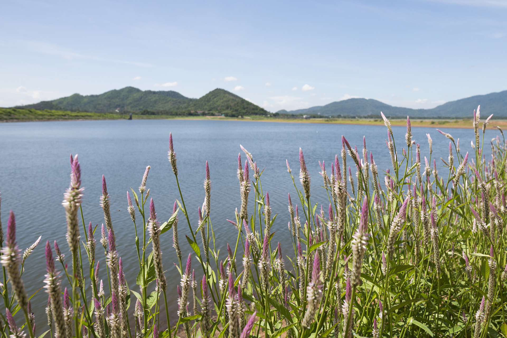 春天的脚步:温州九山湖的环湖之旅,探寻自然之美 我在温州九山湖春天
