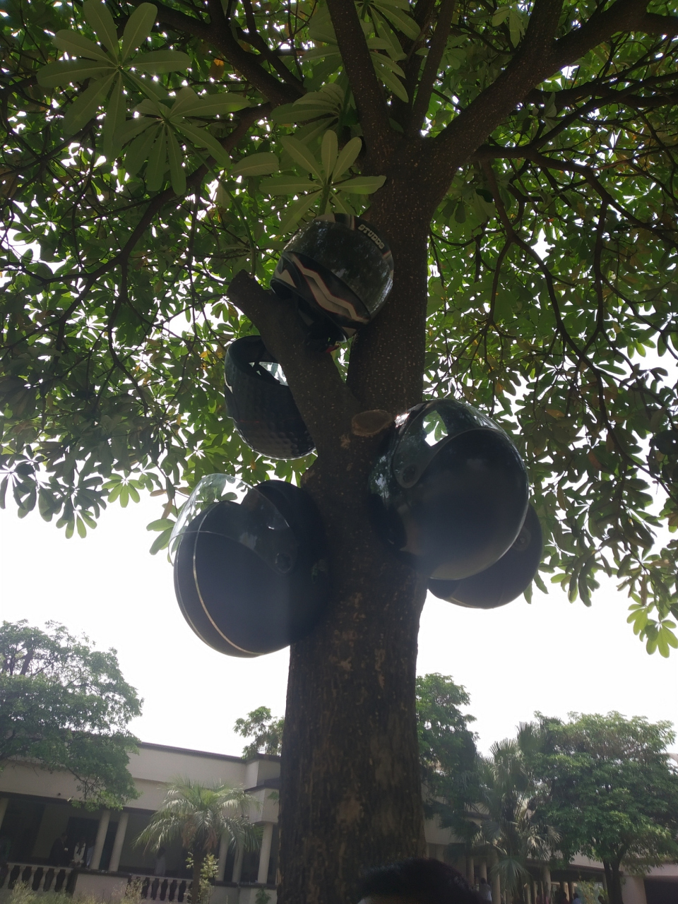 黄葛树的寓意与象征意义简介99  99小区里种植黄葛树的寓意是什么