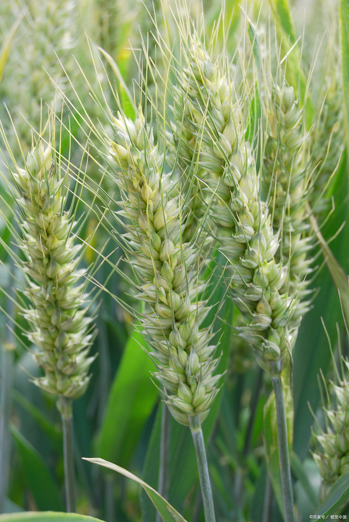 这个小麦新品种,抗倒又高产!适合哪些地区种植?