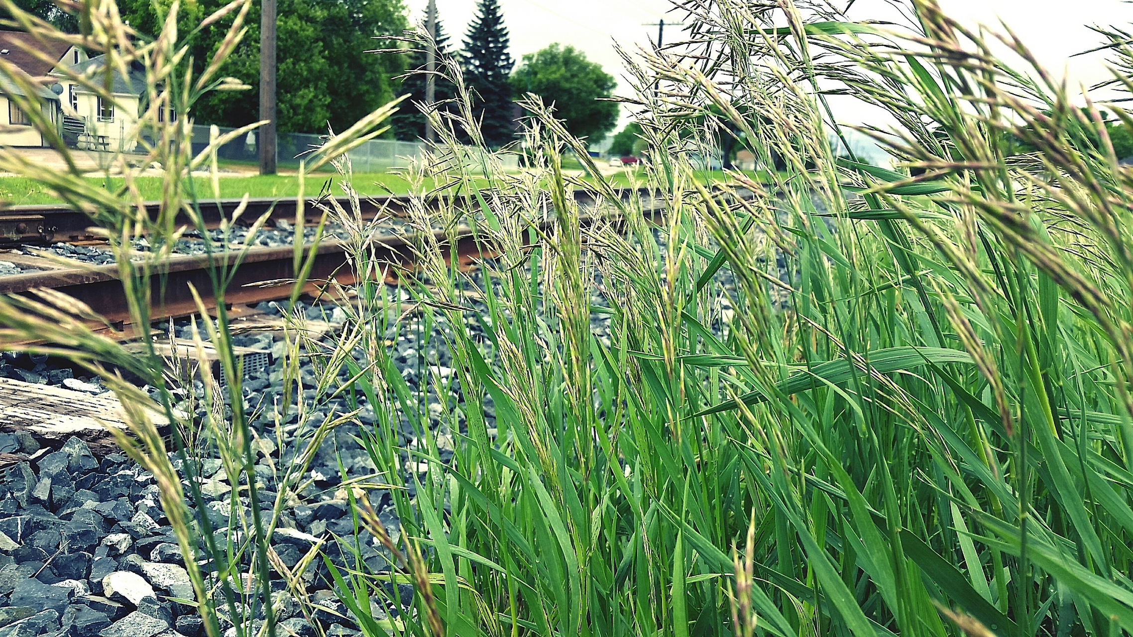 互花米草是禾本科米草属多年生草本植物,原产于北美东海岸及墨西哥湾
