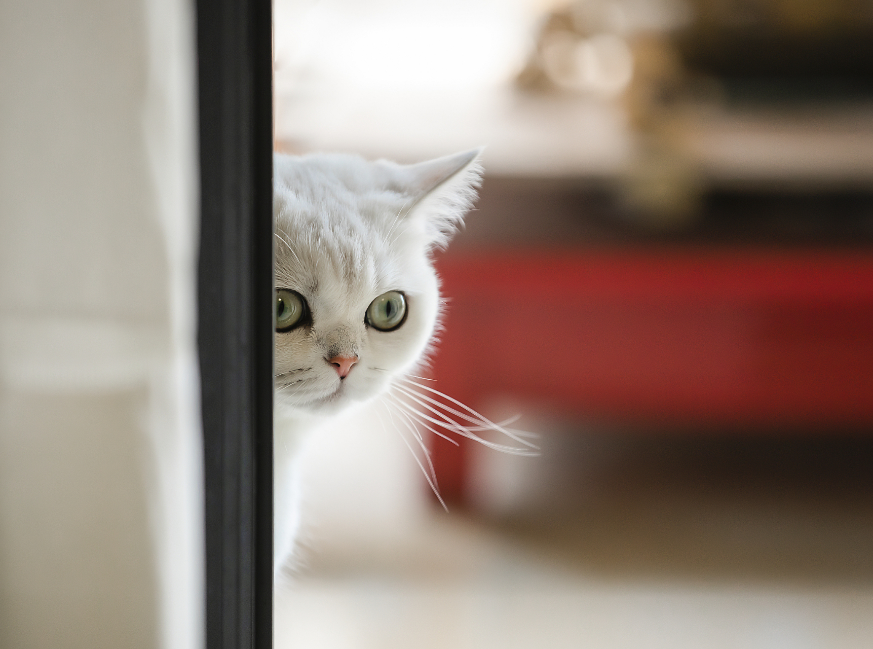 摘要:猫咪选择在人的头顶,肩膀或膝盖上寻找安逸与宁静的原因多种多样