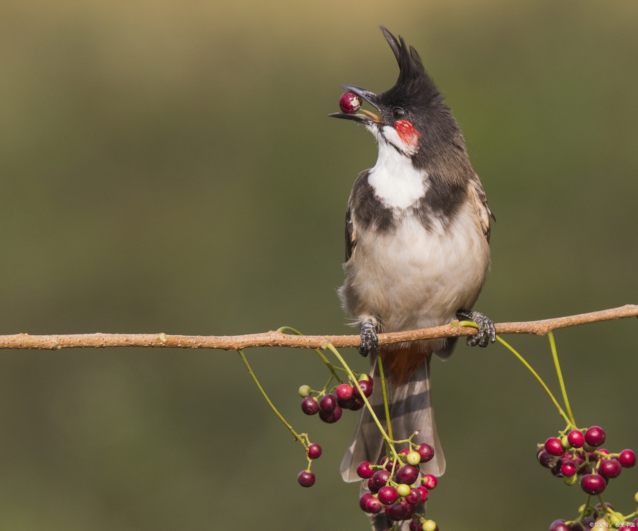红耳鹎品种简介   红耳鹎( red-whiskeredbulbul)的分布比较广,主要