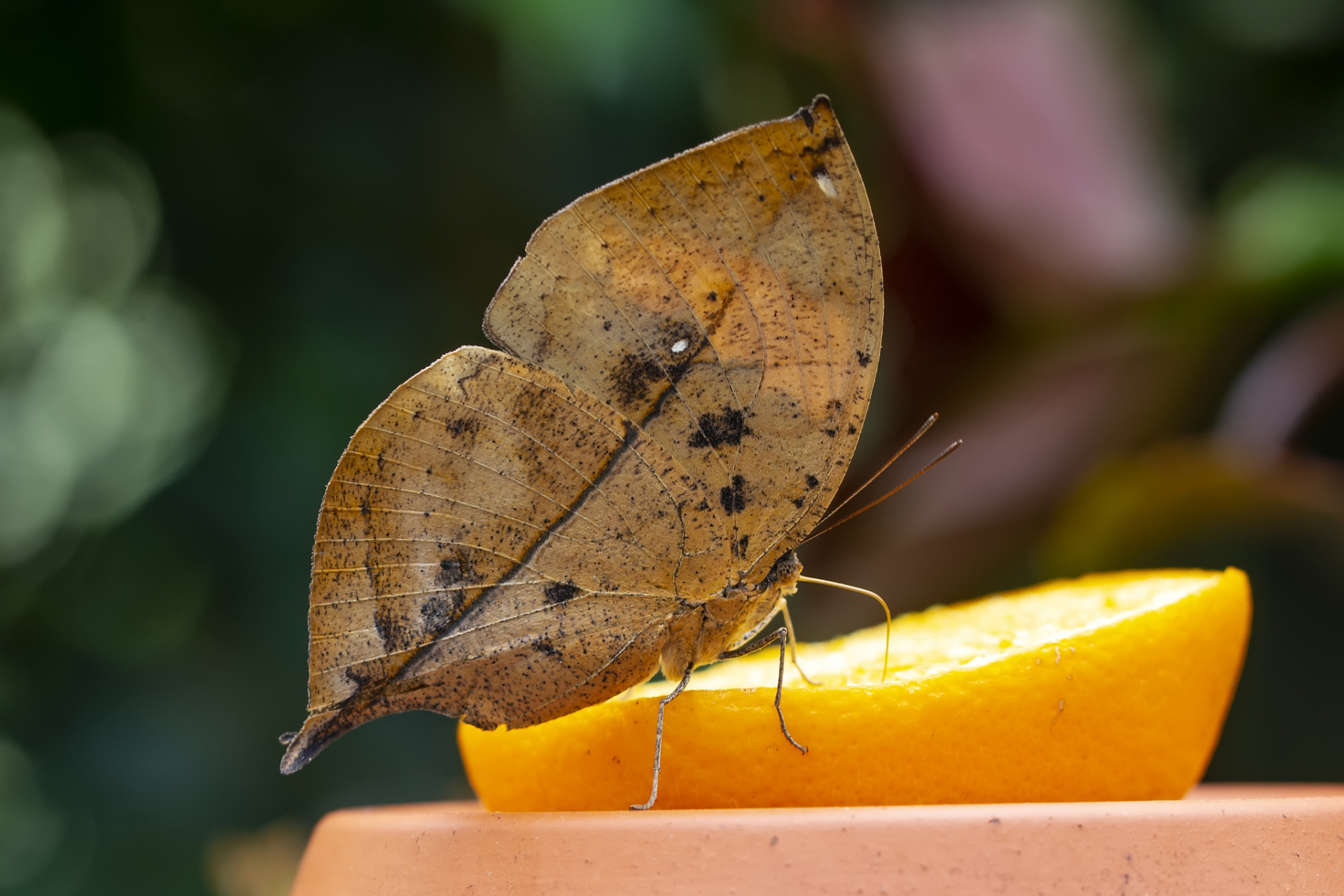 枯叶蝶以出色的伪装能力而闻名,能模仿树叶的颜色,形状和纹理,使其