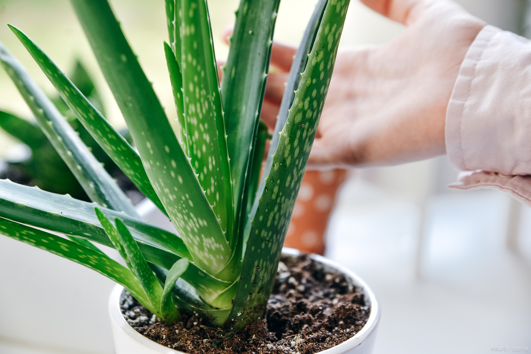 芦荟盆栽怎么养?