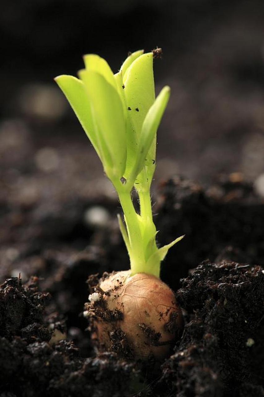 seed是种子,那go to seed是什么意思?