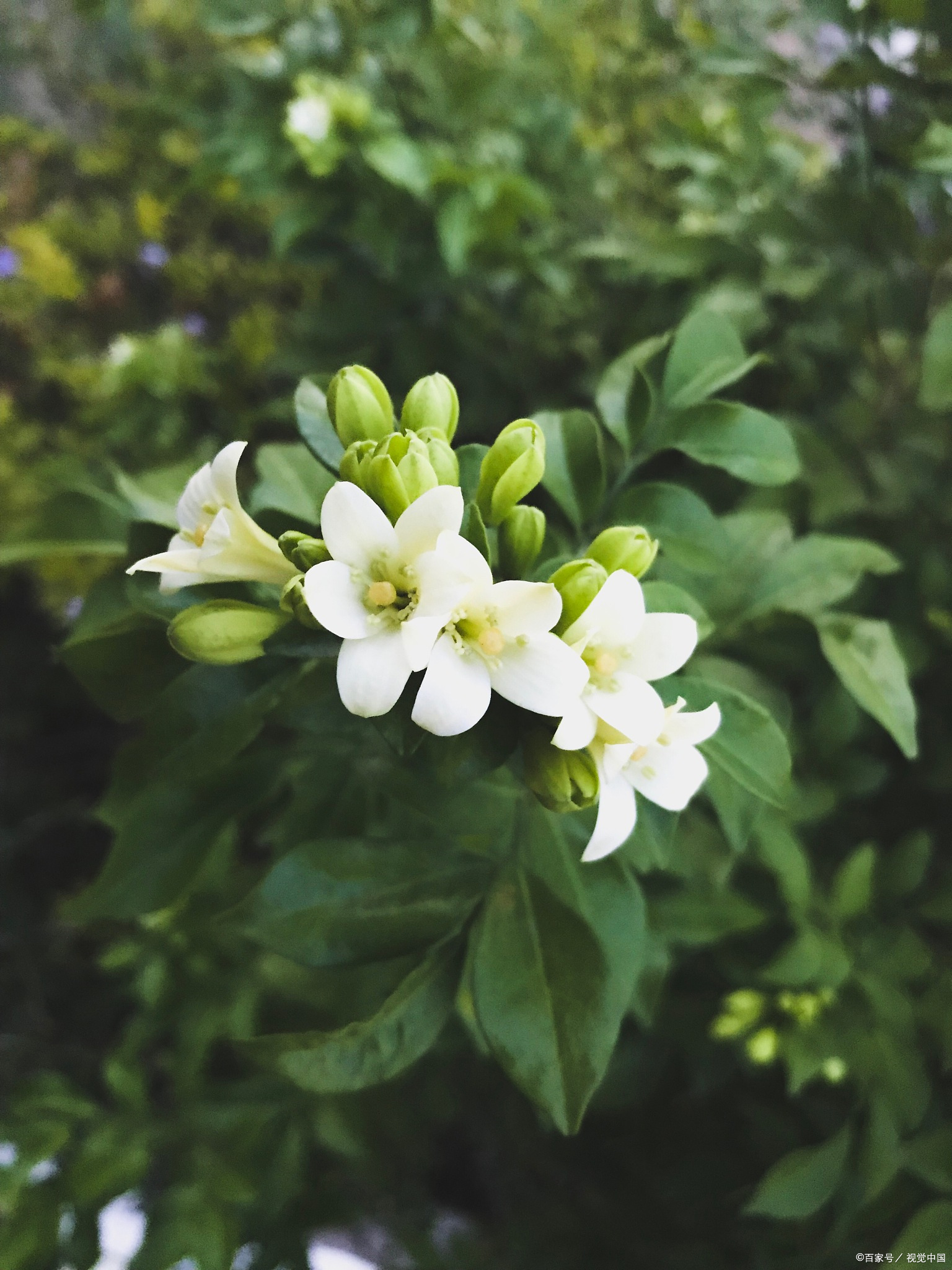 夜来香什么时候开花的
