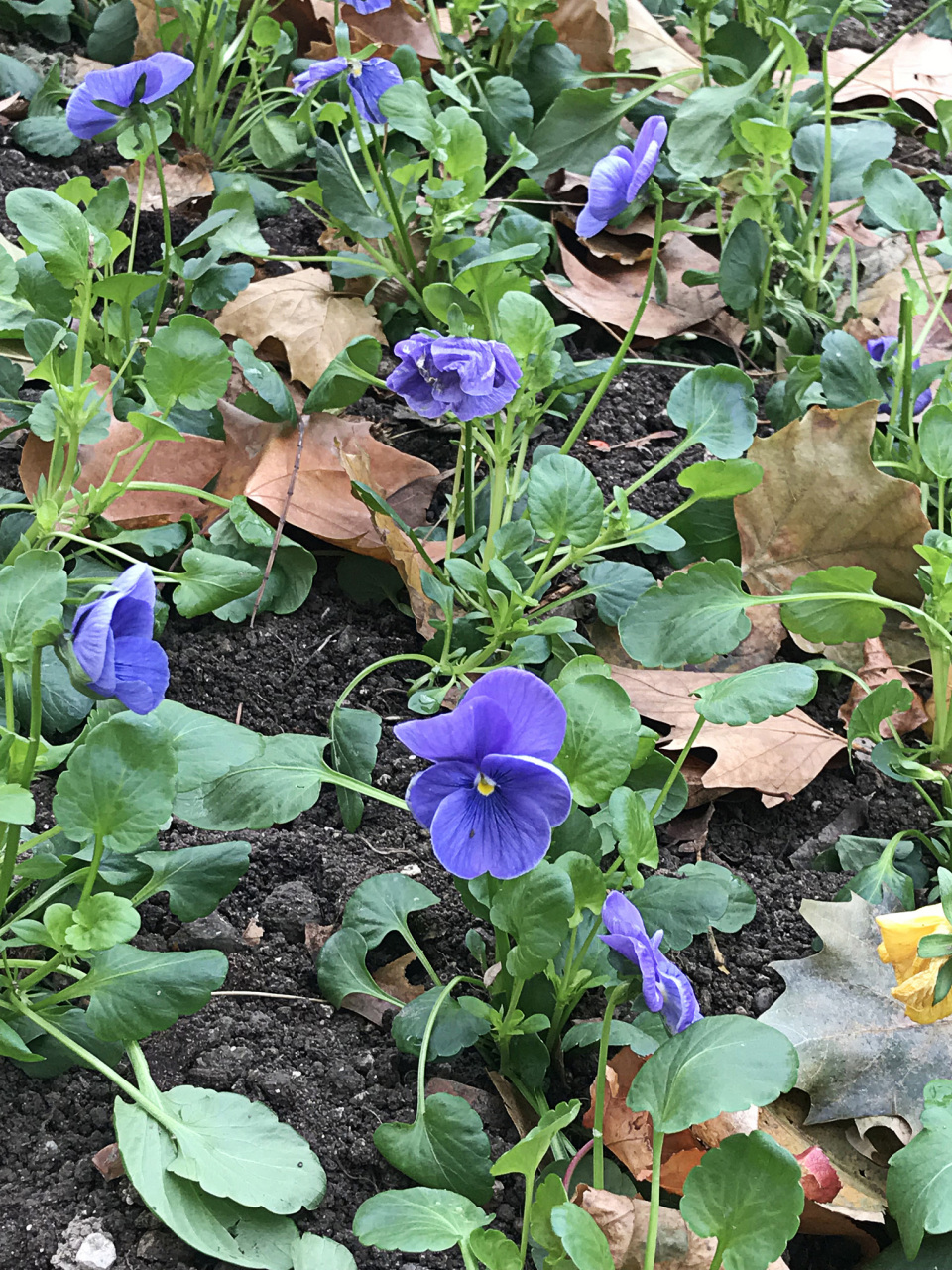 那么,红薯开花需要什么条件呢?