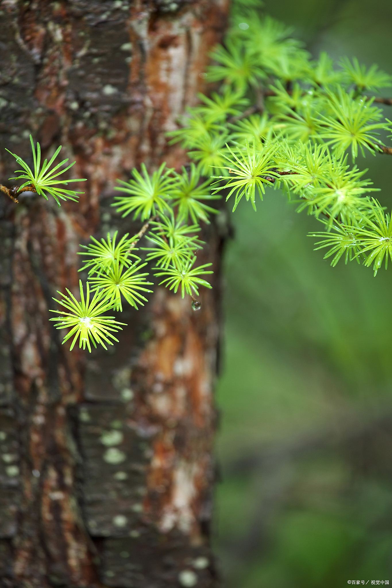 五种树形优美的松树,被称为美人松,你知道吗?