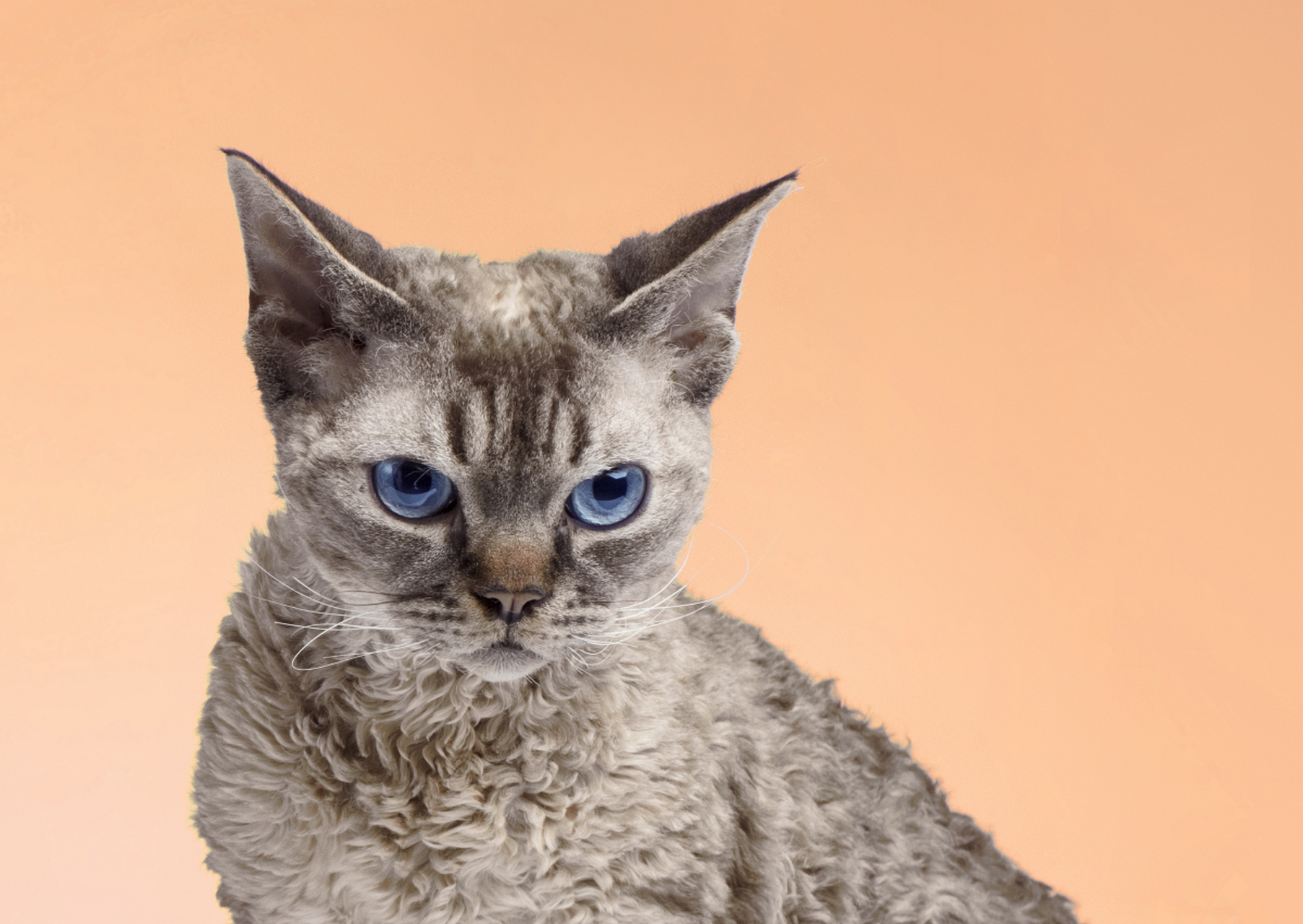 猫抓病又称猫抓热,良性淋巴网状细胞增生症,是由汉赛巴尔通体引起的一