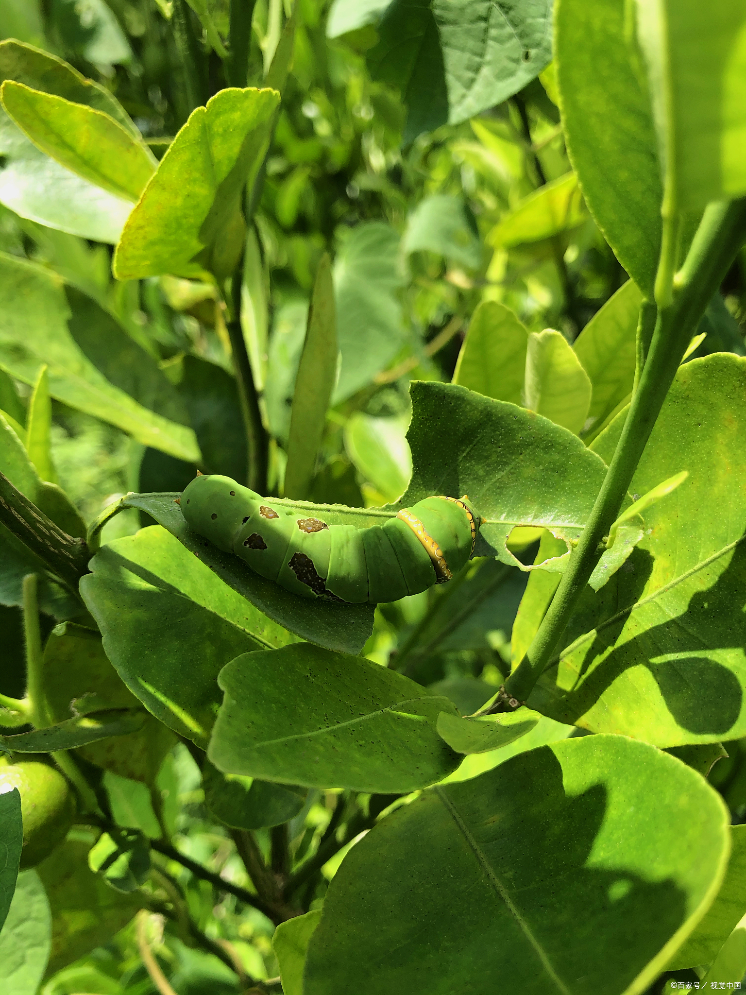 桑叶芽,这自然界的绿色宝藏,以其鲜嫩的姿态和丰富的营养,成为餐桌上