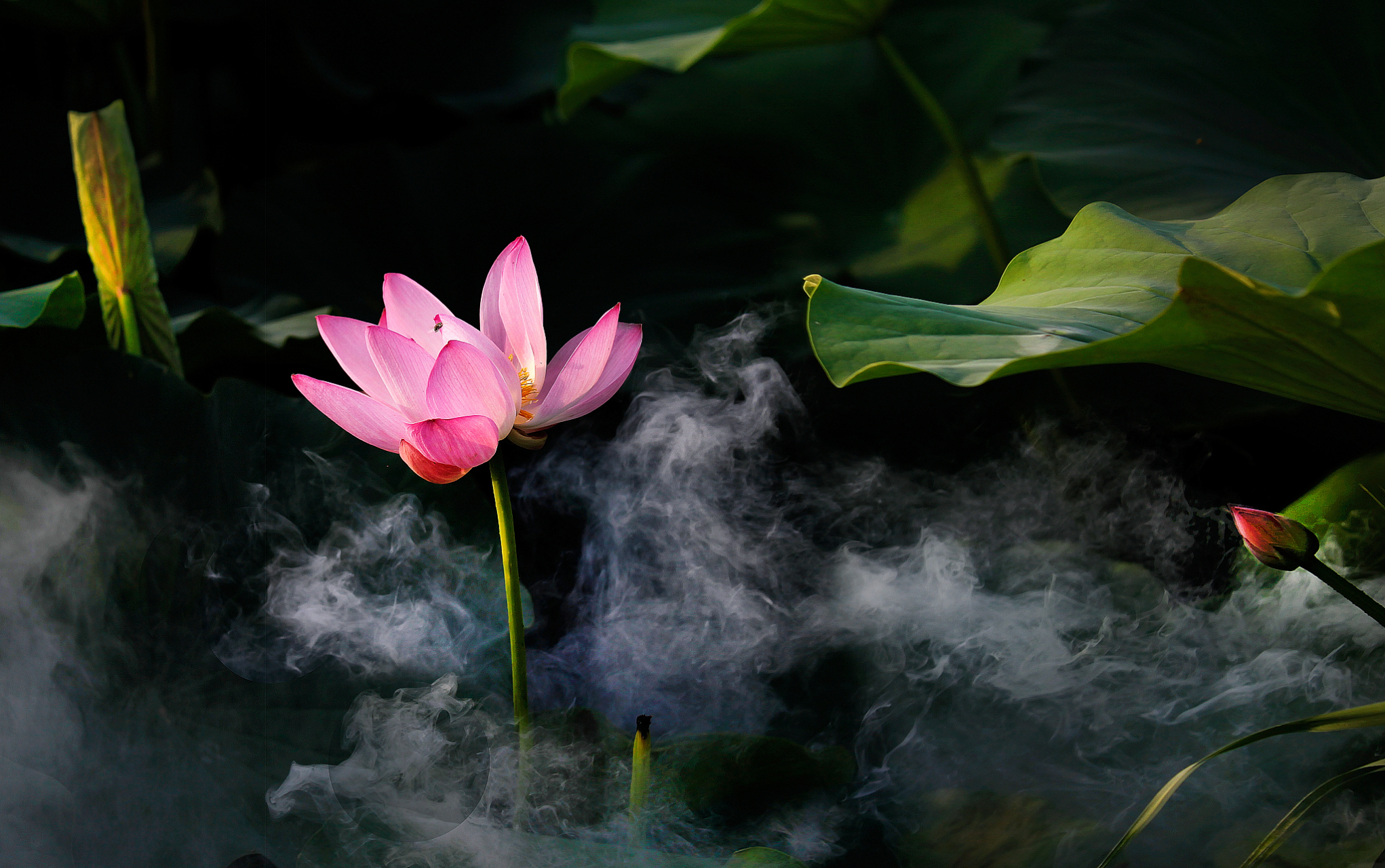 慢门摇拍荷花技巧包括选择合适的器材,时间,地点,进行合理的设置和