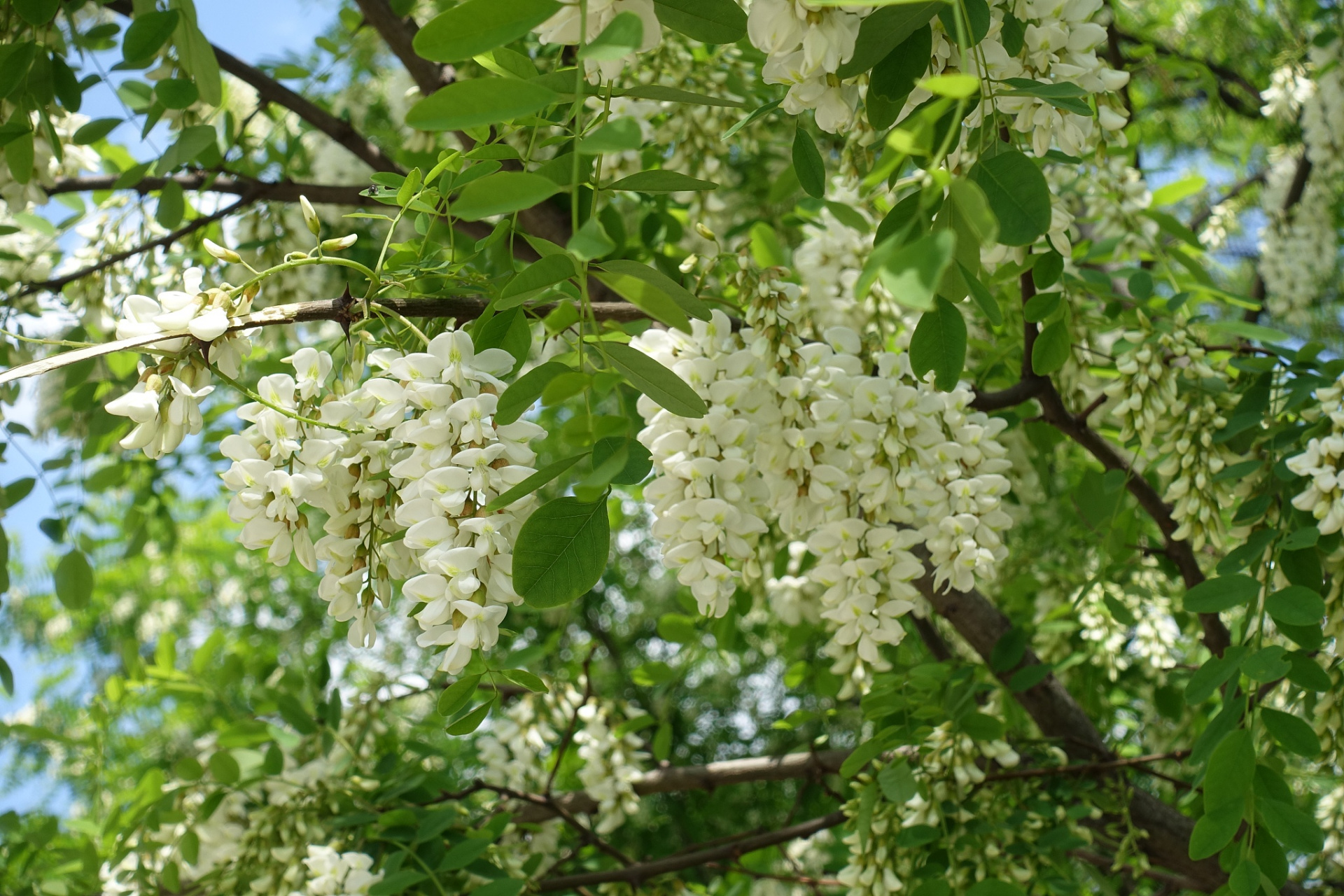 槐树开花图片大全图片