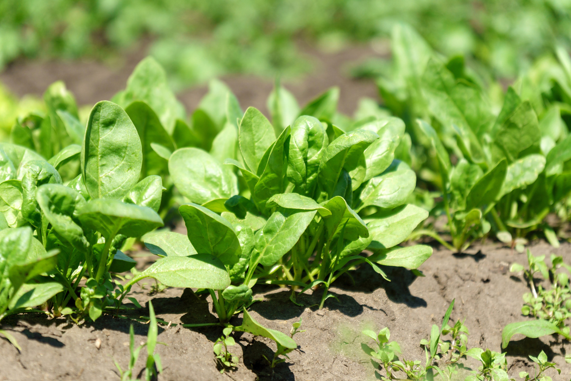绿把按照来原可分为栽培绿肥和野生绿肥,按照植物学科可分为豆科绿肥