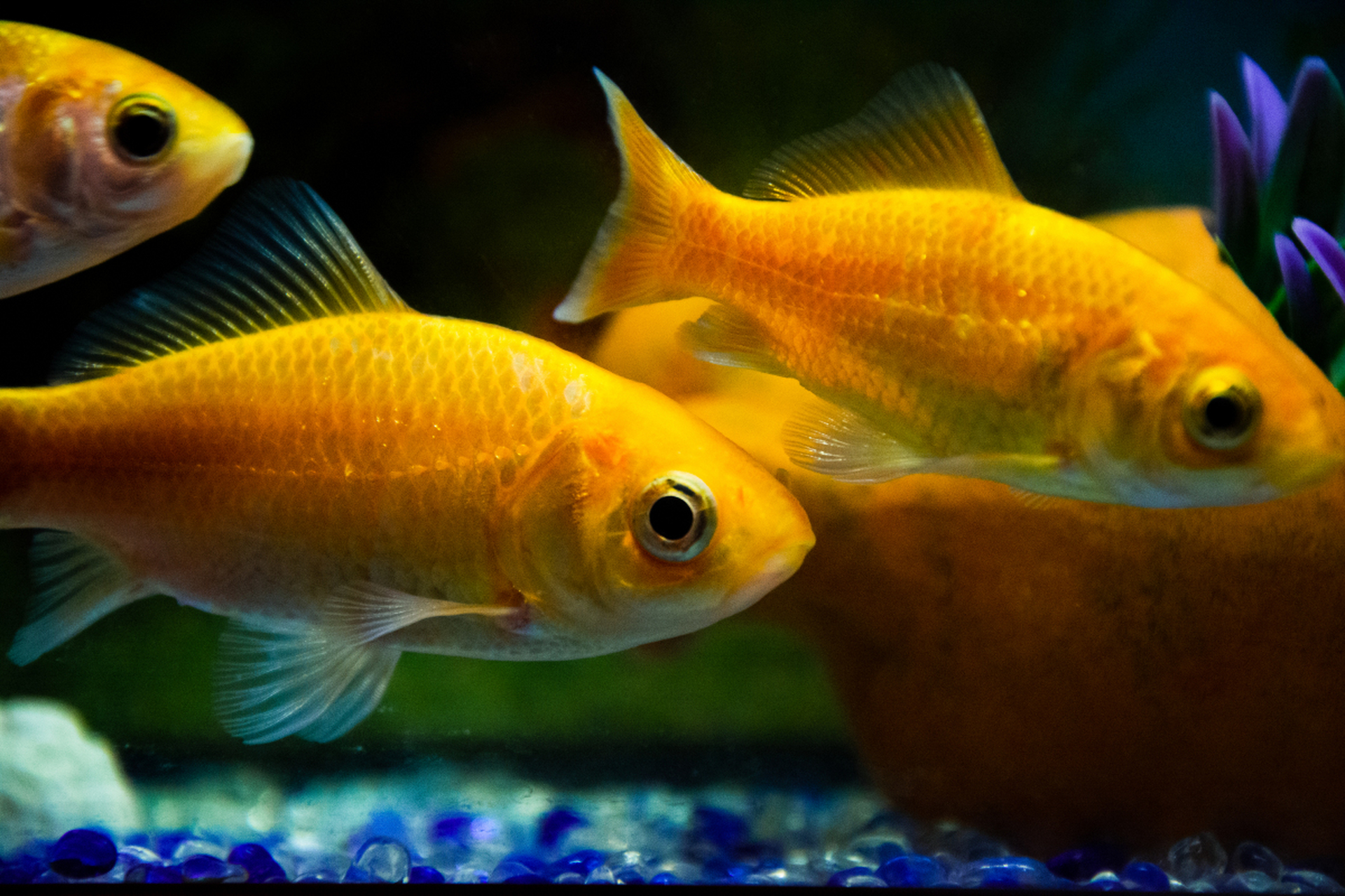 刚钓回来的鱼如何养活,需要做好准备工作和提供舒适环境,并注意健康