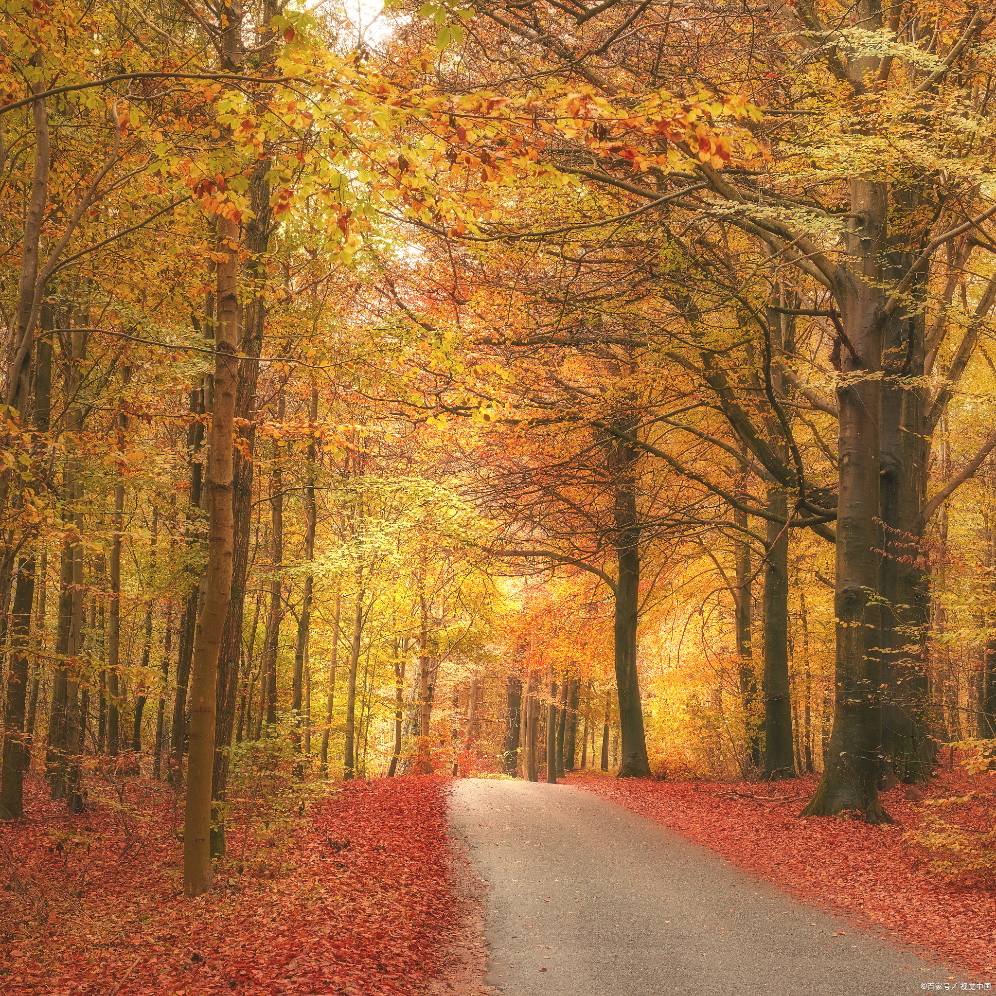 秋天的景色,唯美而又动人