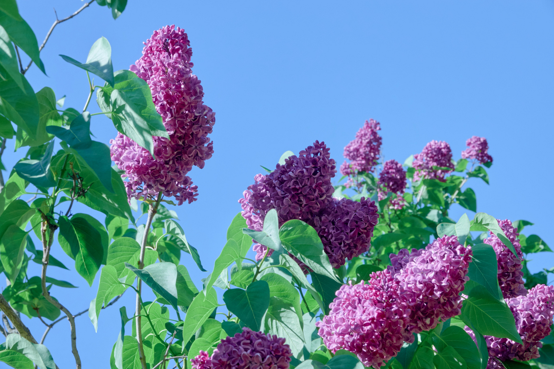 丁香树吮吸着日月的光华,在春风细雨的历练中渐渐染成一片五颜六色的