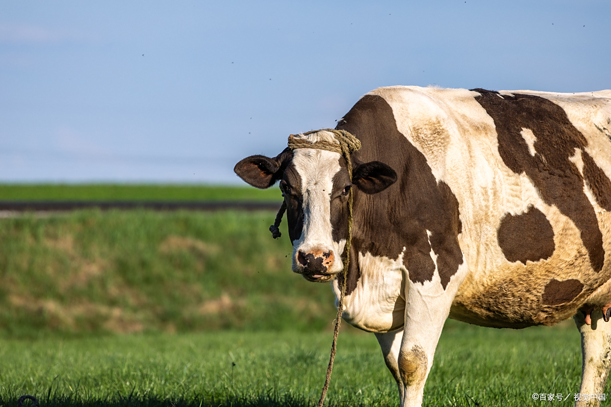 生肖牛本命年的运势(属牛的本命年2021年运势如何)