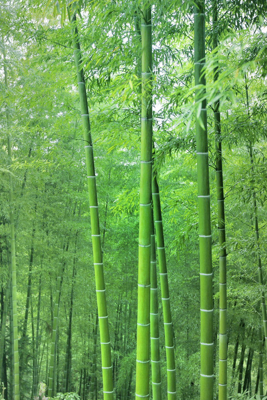 竹子风景图片手机壁纸图片