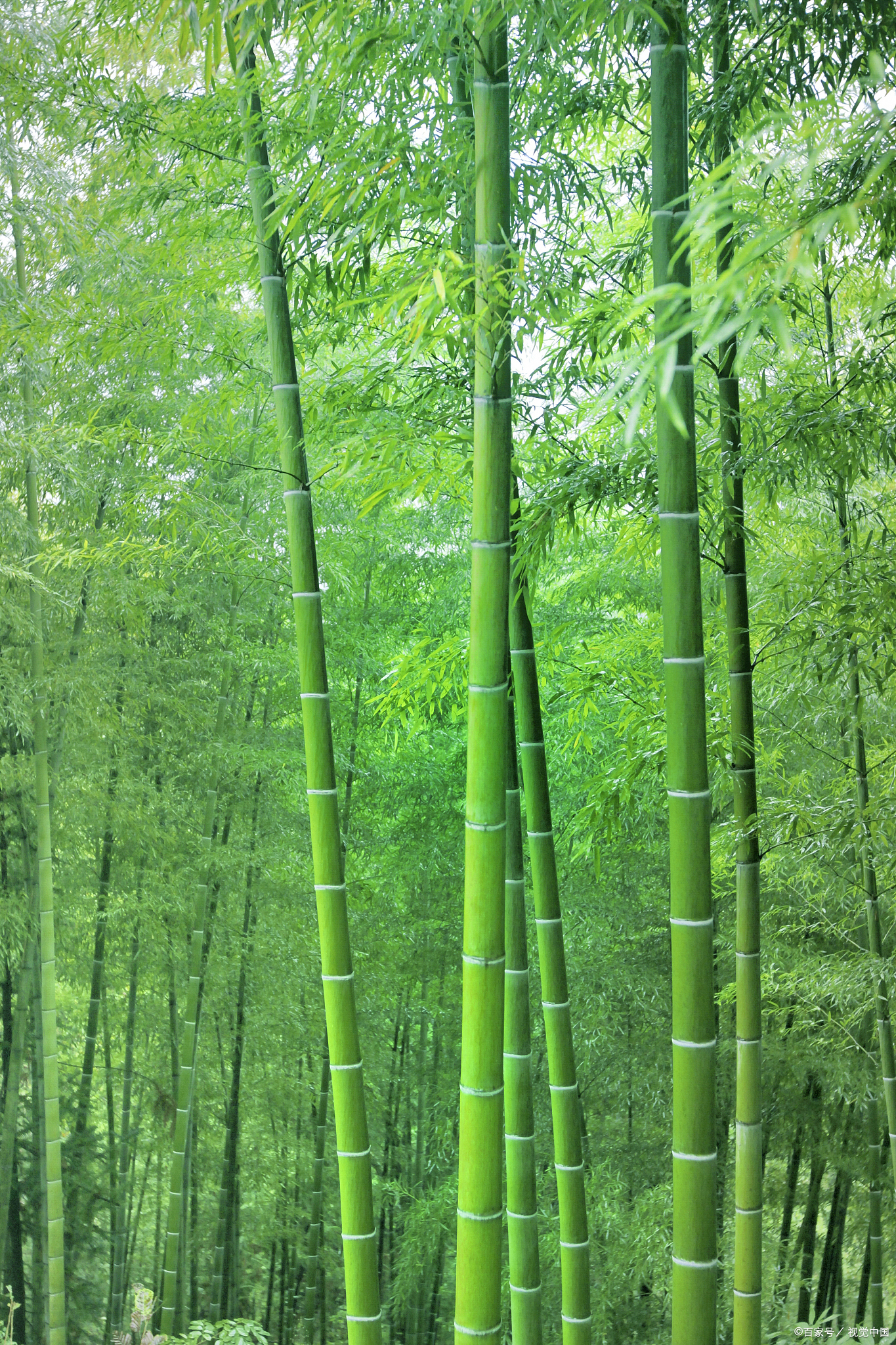 宜宾著名旅游景点图片