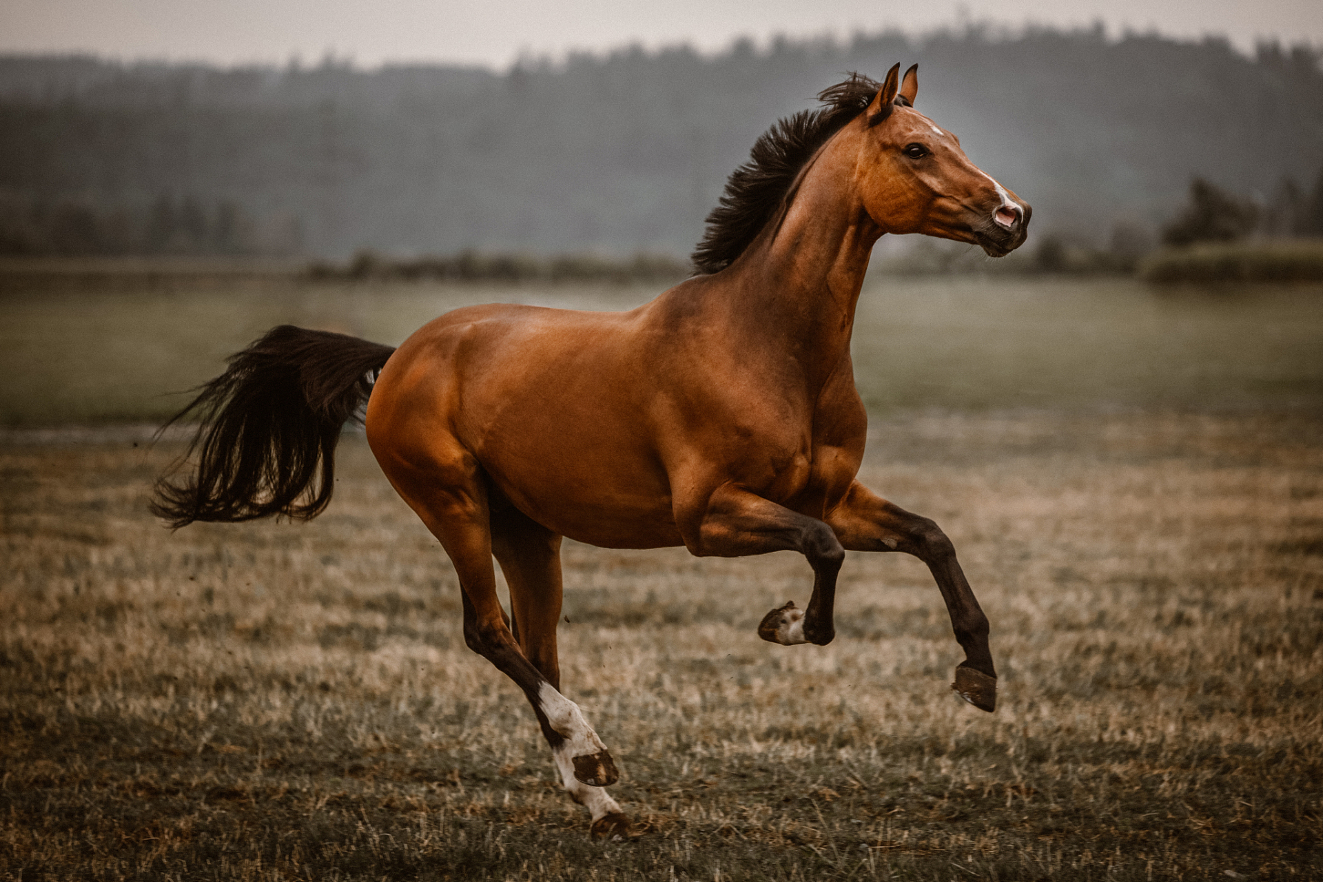 不要去追一匹马,用追马的时间种草,待到春暖花开时,就会有一群骏马任