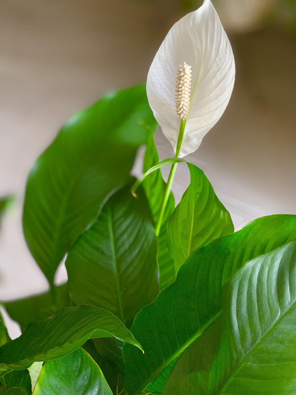 滴水观音,是一种常见的热带观赏植物,也被称为海芋,姑婆芋,巨型海芋等