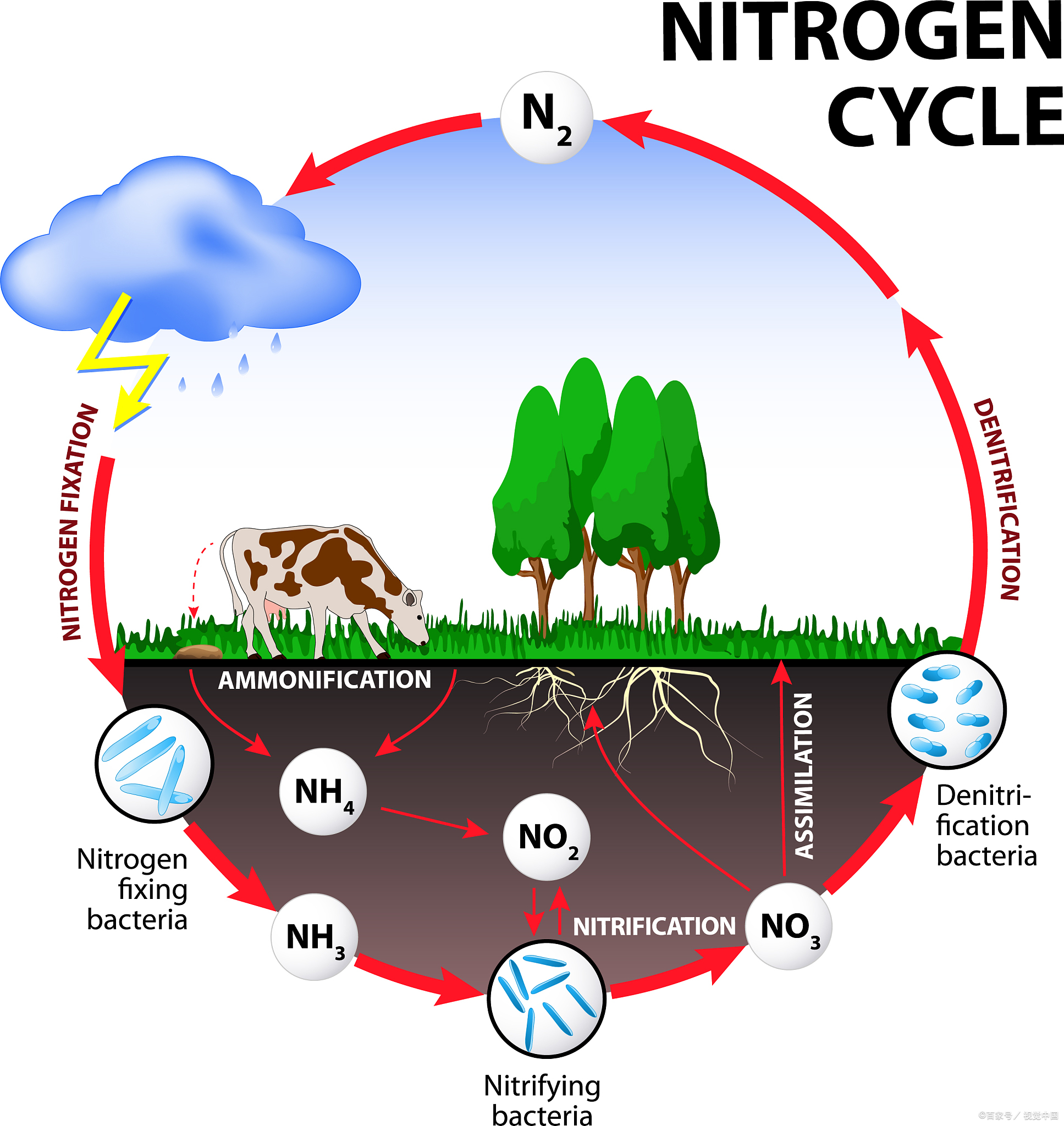 (nh3) 或硝酸盐 (no土壤碳循环碳循环氮循环示意图土壤氮循环生物循环