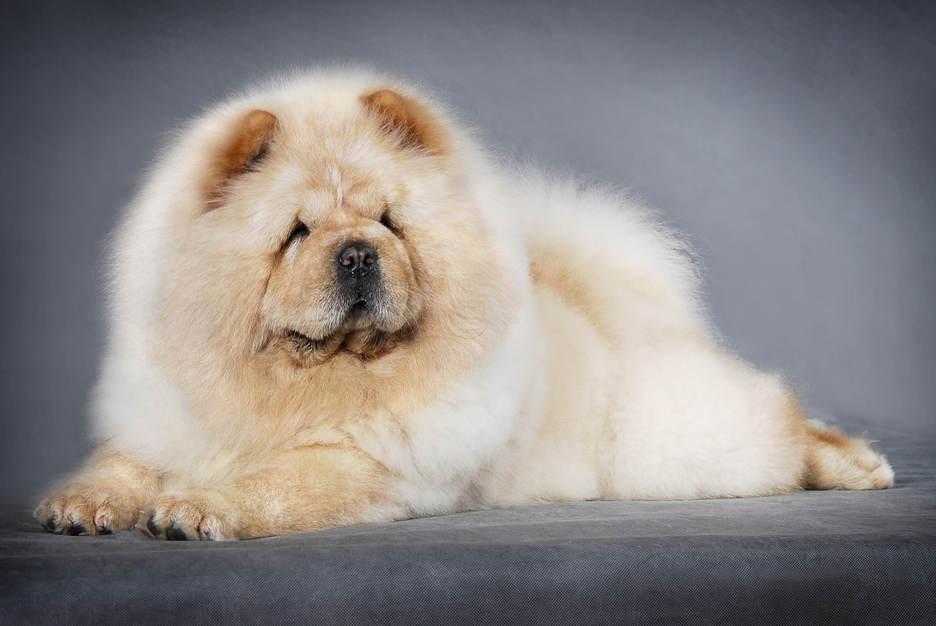 九月动态激励计划# #万人商单计划# 松狮犬是一种广泛分布于中国和