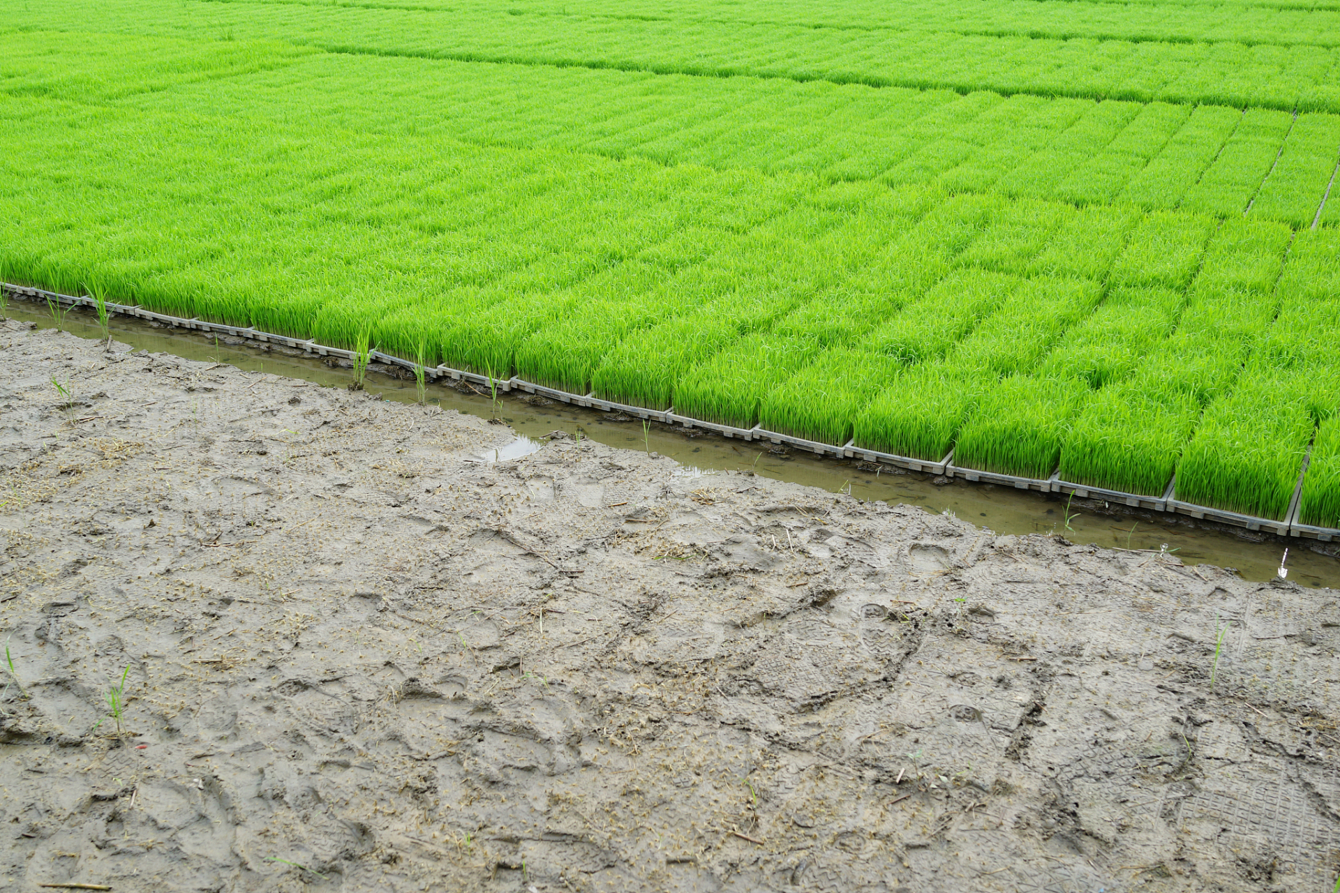 水稻种植精细化管控 水稻秧苗被水淹怎么办?