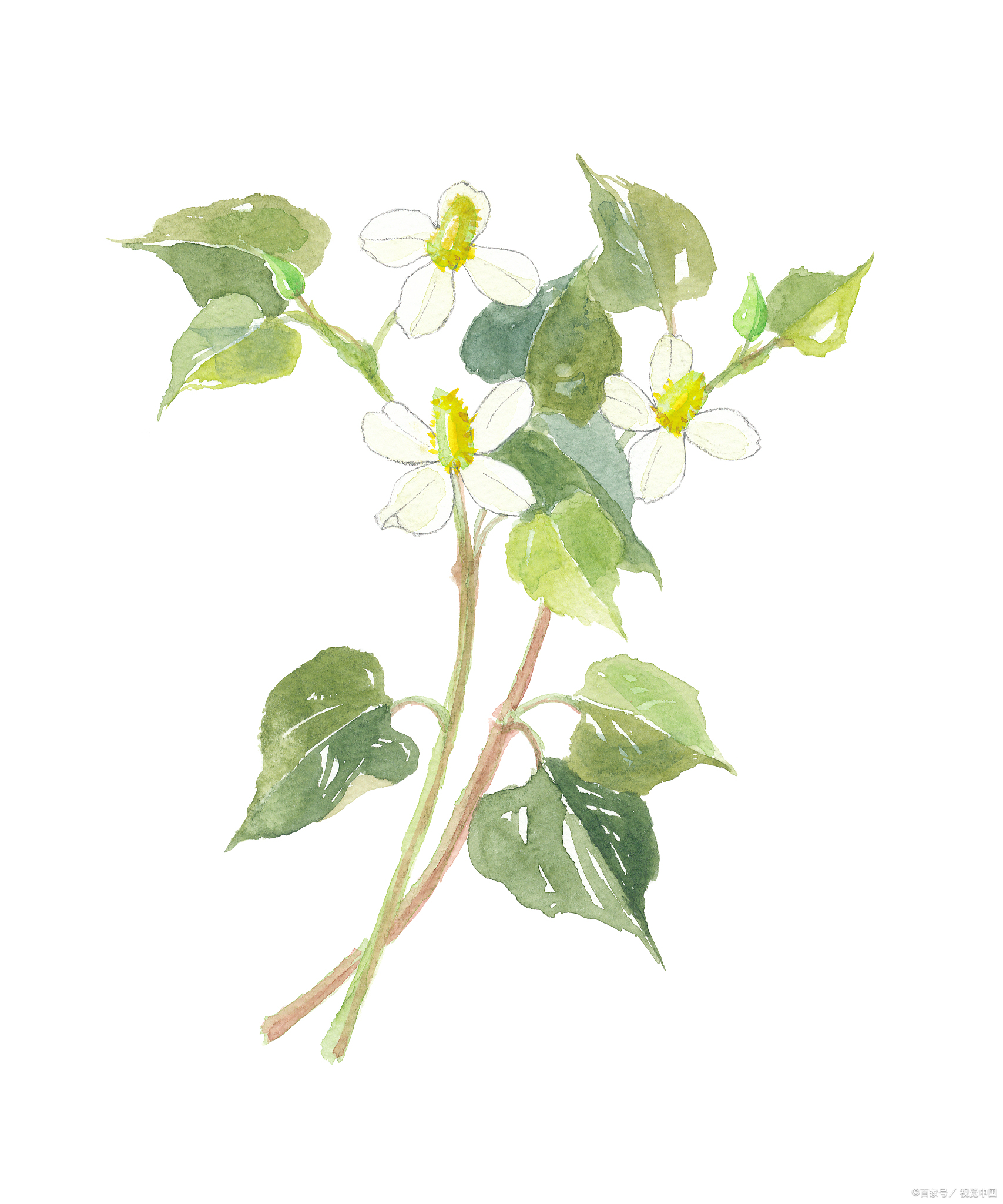 折耳根,也被称为鱼腥草,其花语丰富多样,蕴含着深厚的寓意