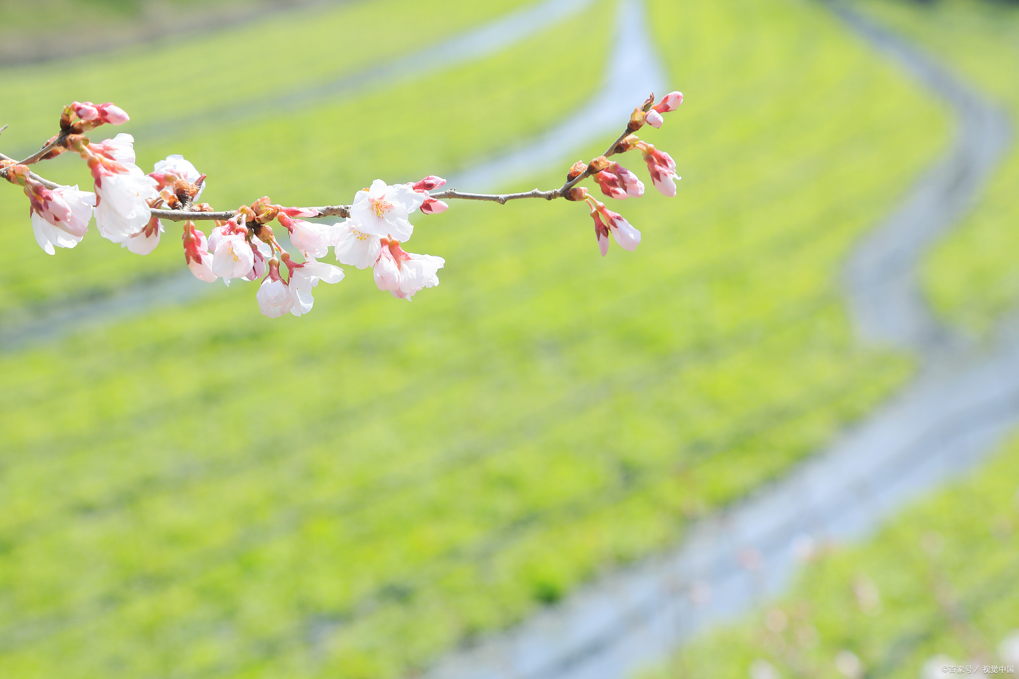 春风拂面,万物重生,花会重开,中考作文押题:《春风吹又生》