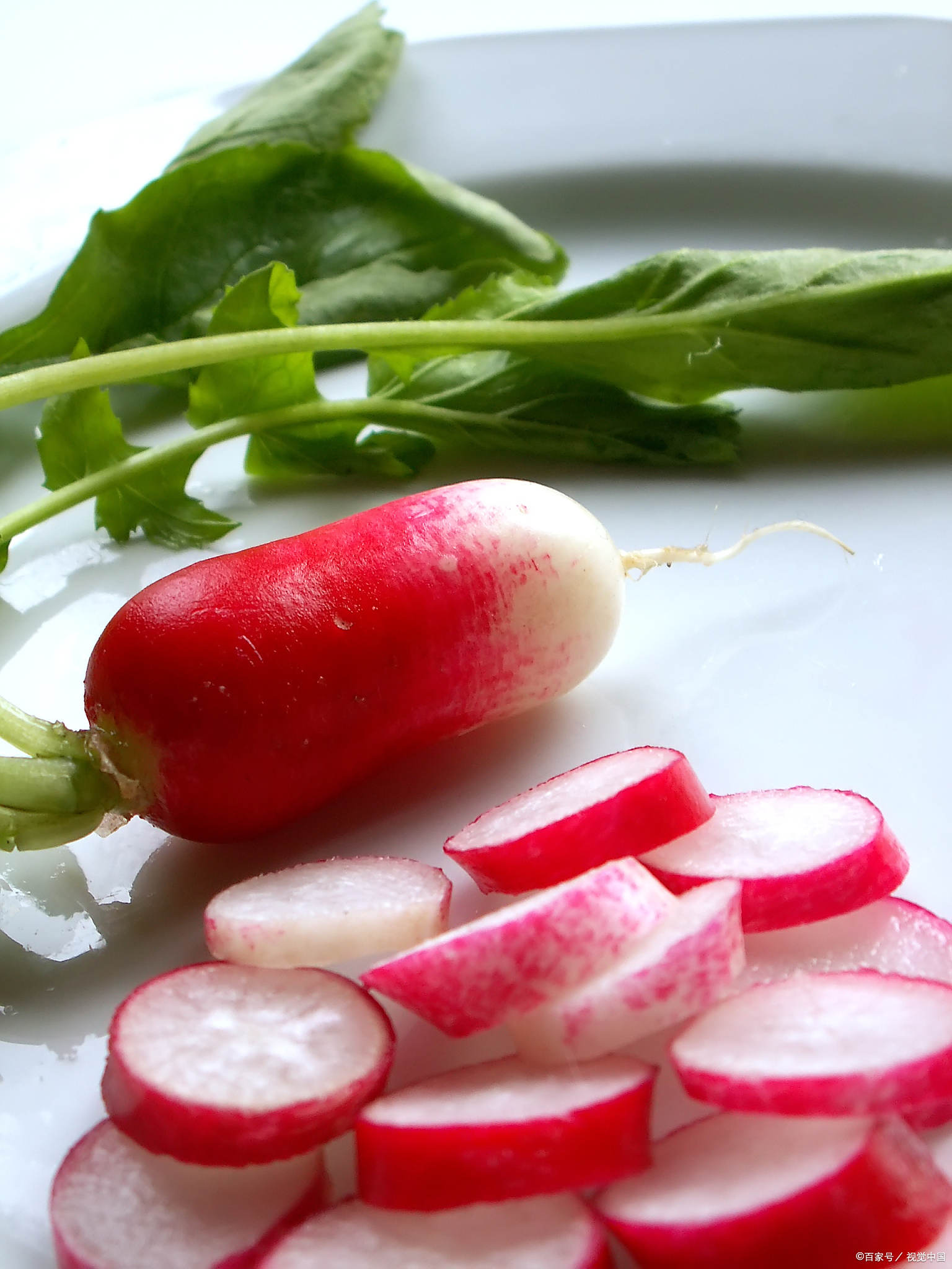 红水萝卜播种最佳月?揭秘,秋播高产秘诀